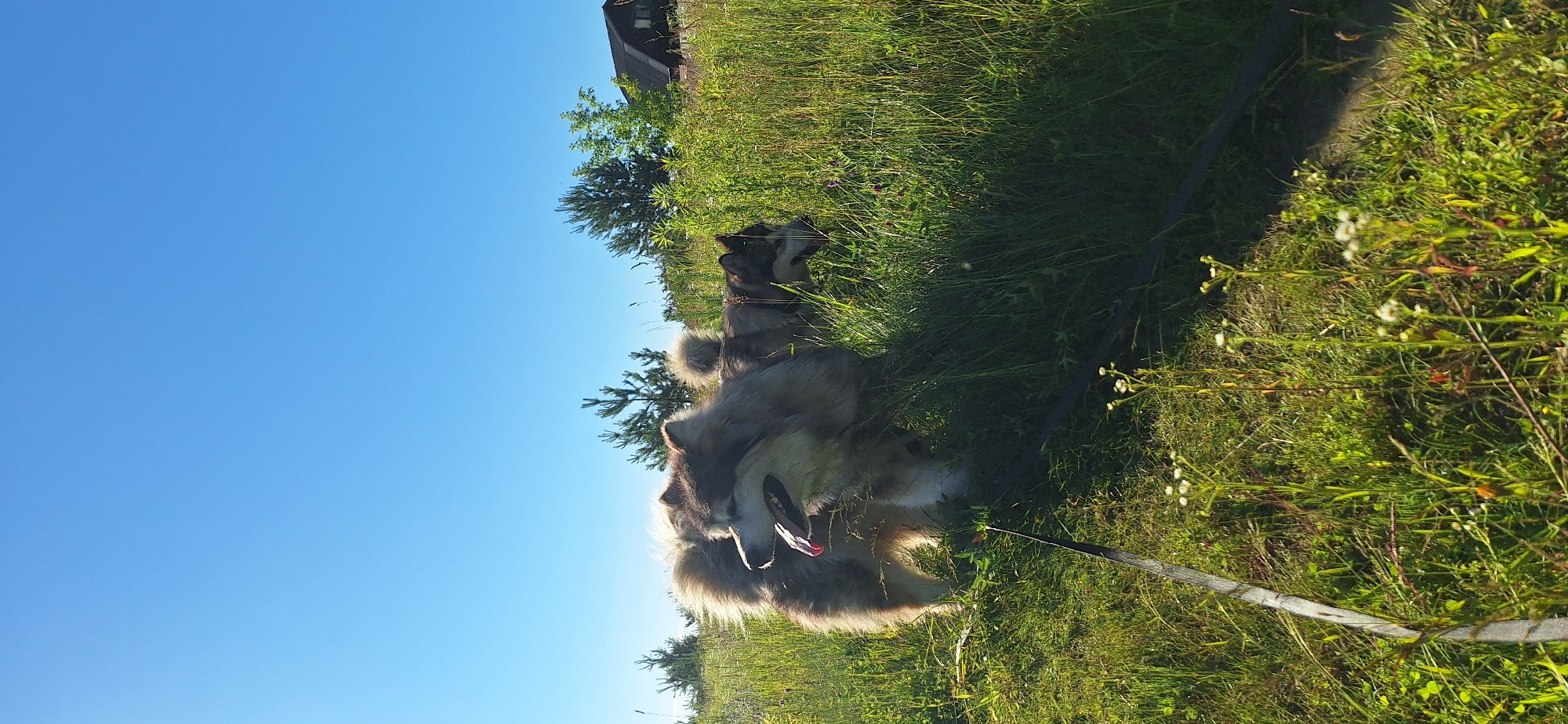 Two Malamutes on a sunny outdoor walk through fields and forest
