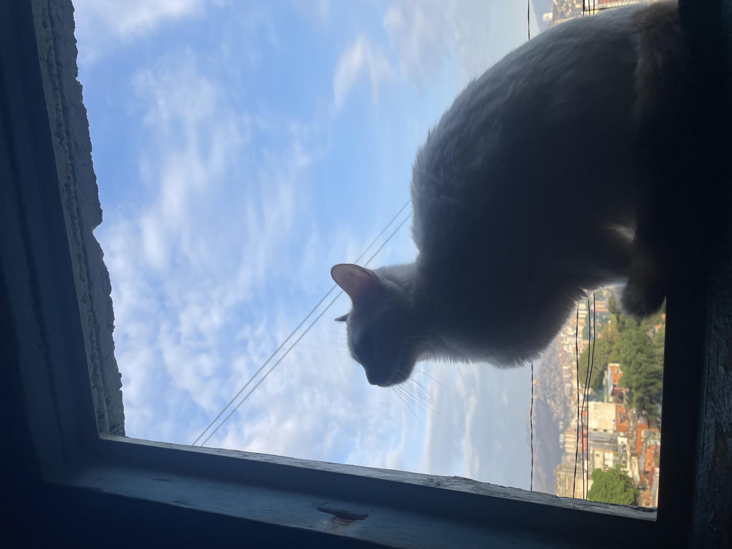 Cat watches Caracas cityscape from window during overcast morning