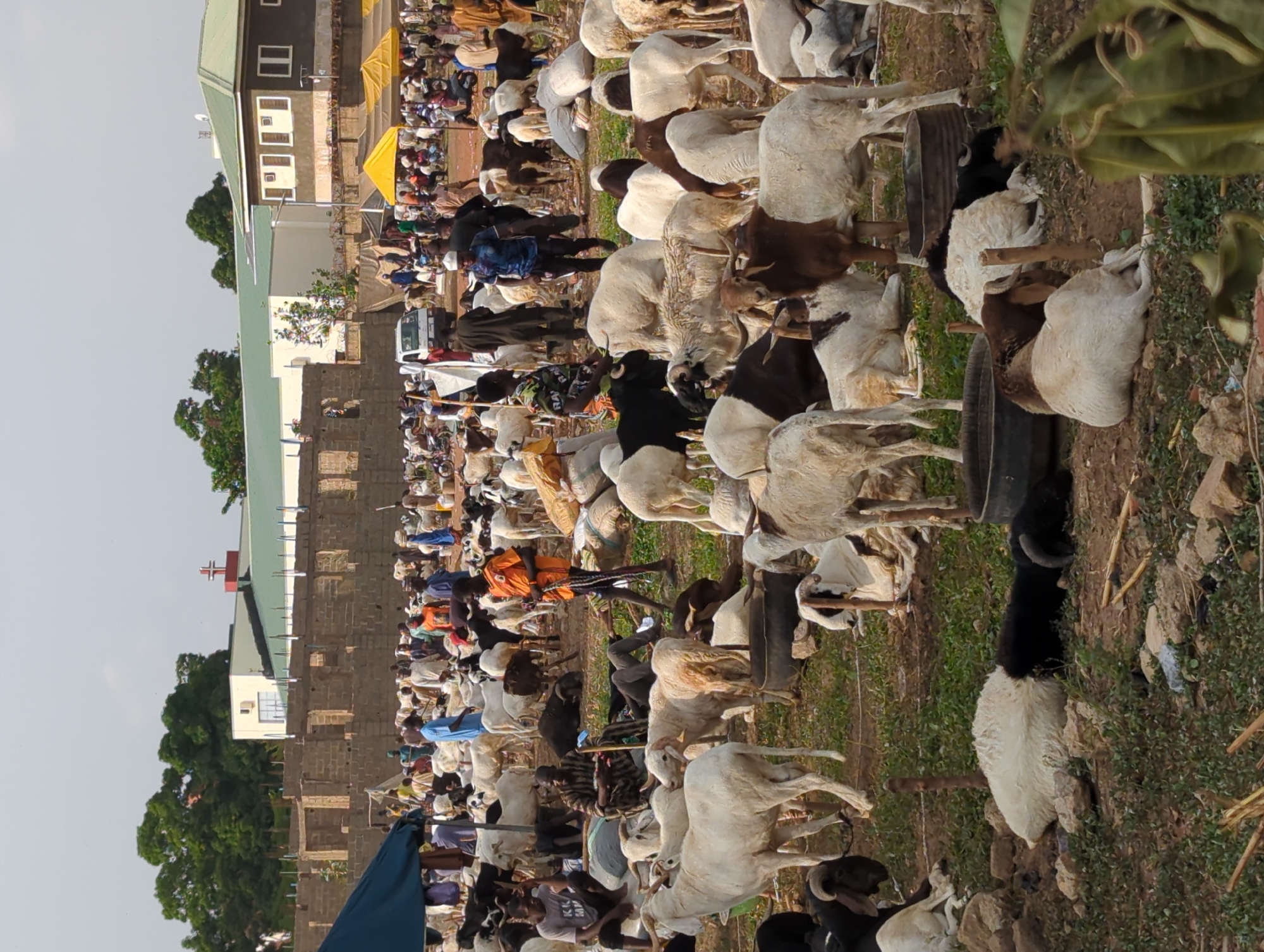 Livestock market bustles in Nigeria as officials meet nearby