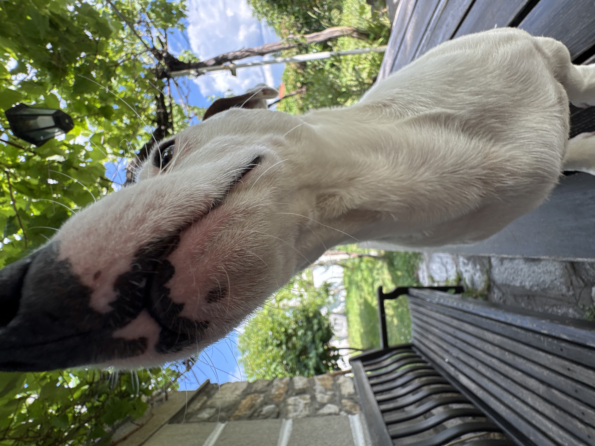 Close-up portraits of a white dog in Velingrad