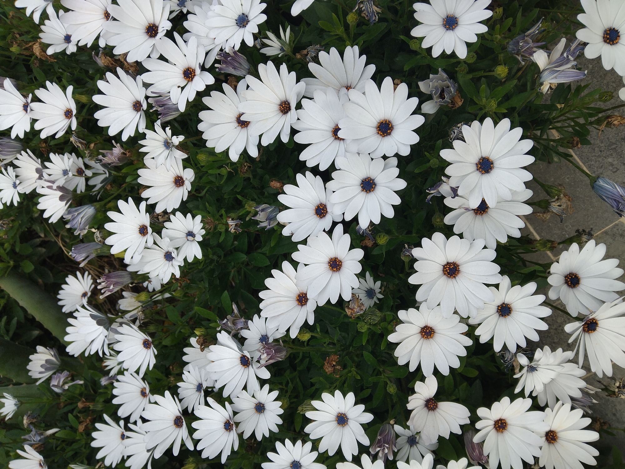 Spring wildflowers bloom across Greek island locations