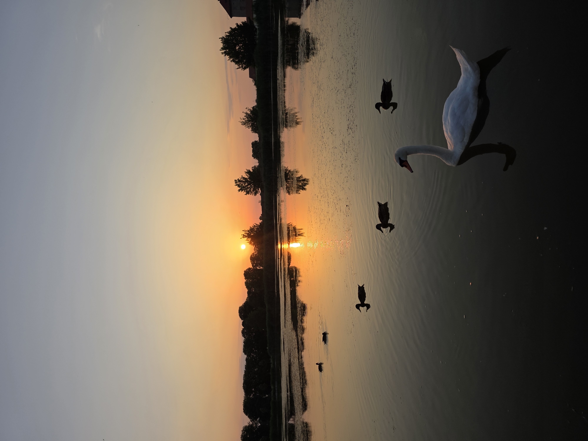 Swans and ducks on a calm lake at sunset in Holíč