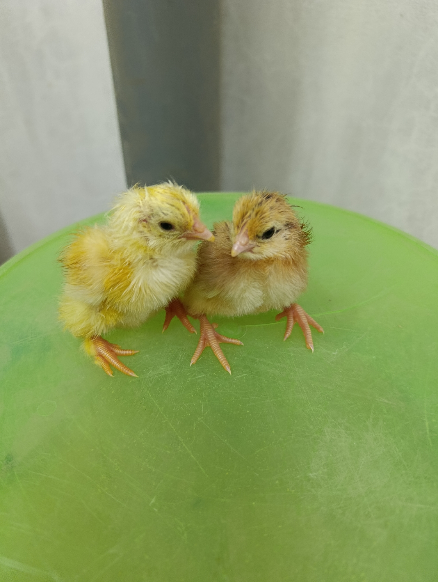Newly hatched chicks up close, held and examined