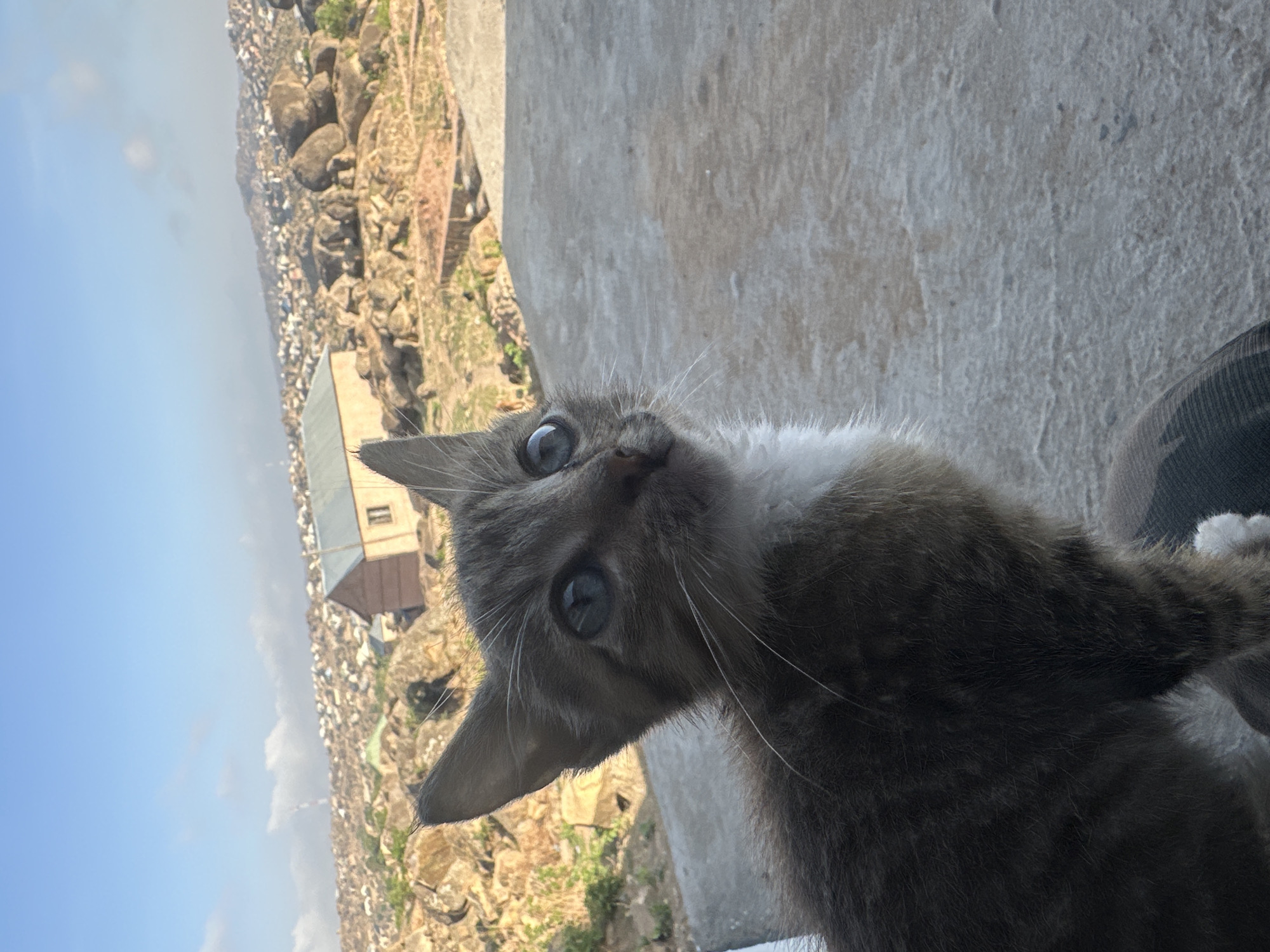 Grey tabby kitten spotted in Jos, Nigeria urban area