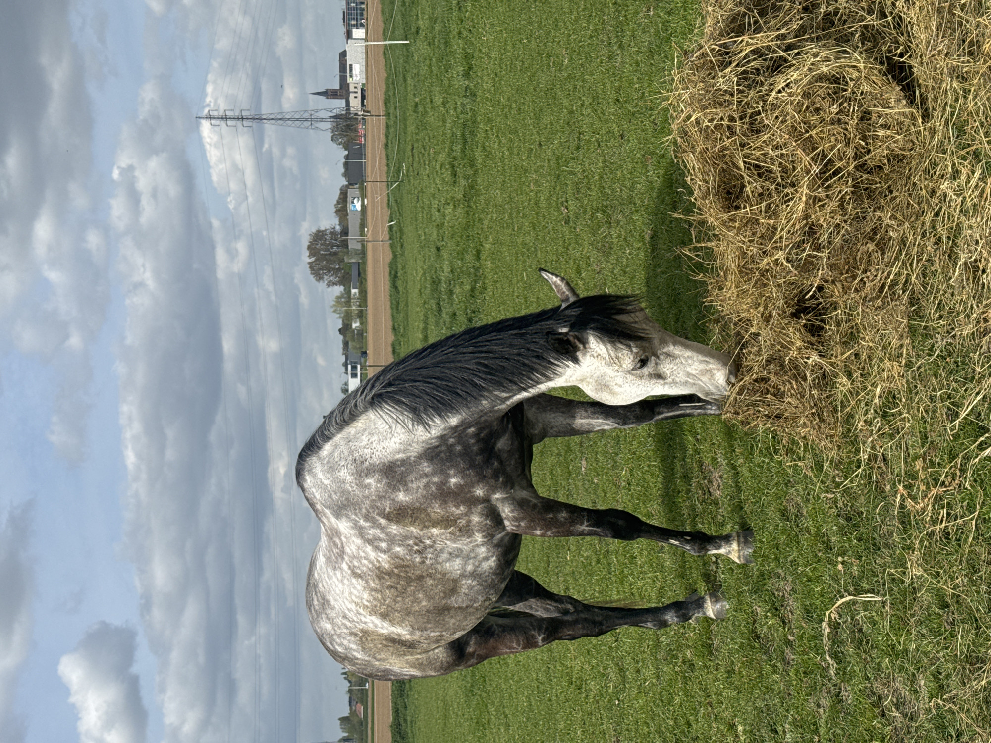 Hay delivery to horses in Belgian field