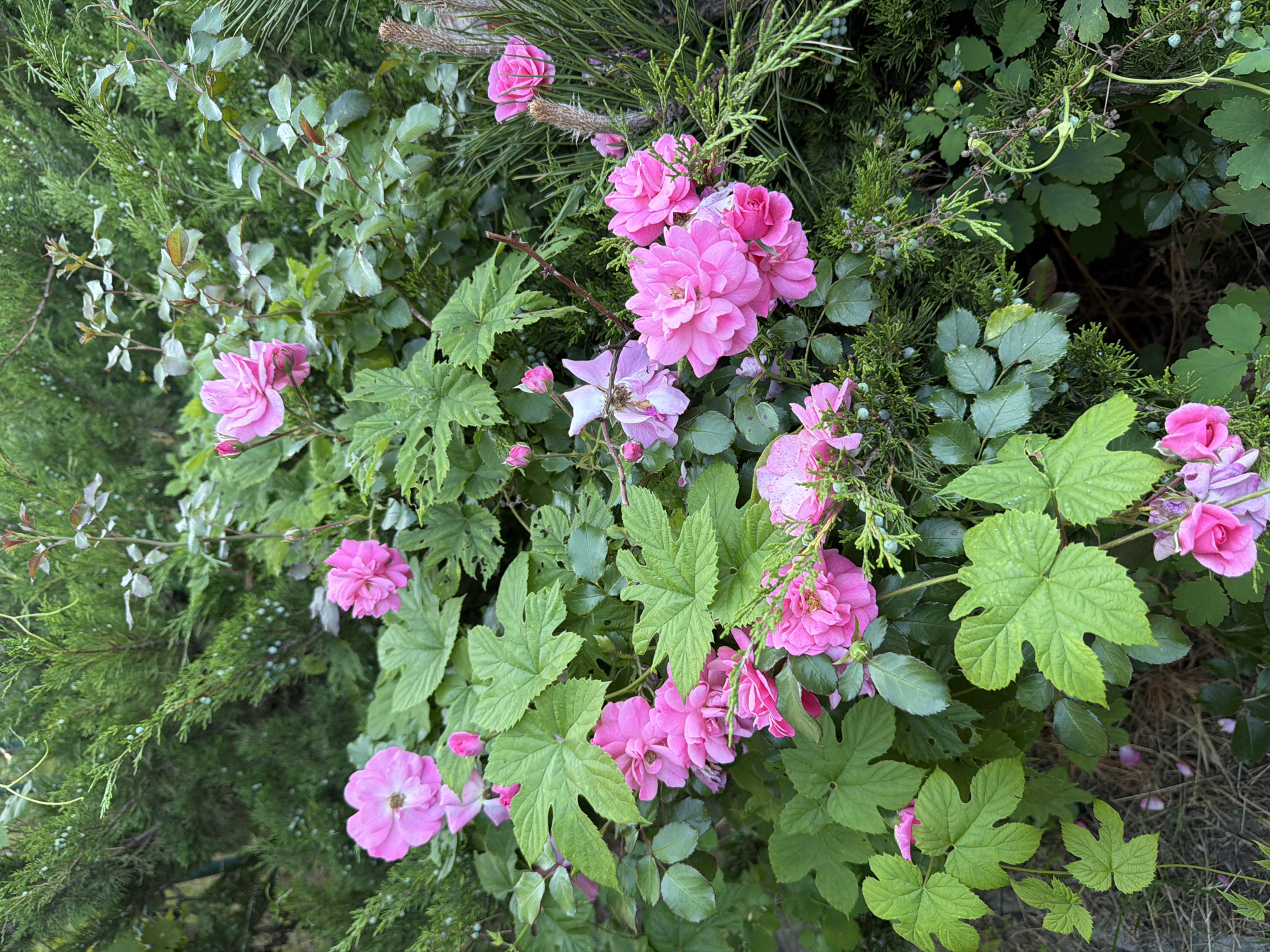 Obukhivka garden in peak summer — roses, plums, and greenery