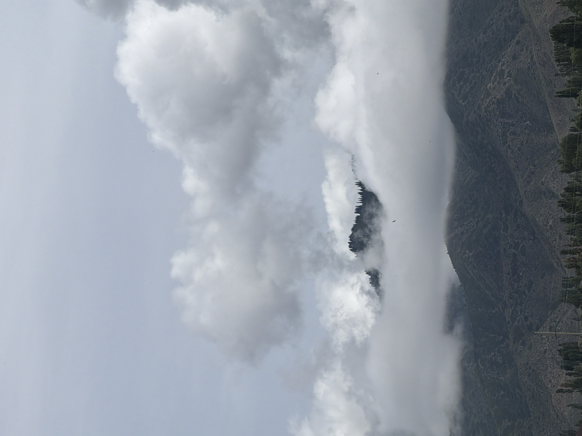 Overcast countryside: resting animals, wildflowers, and misty peaks