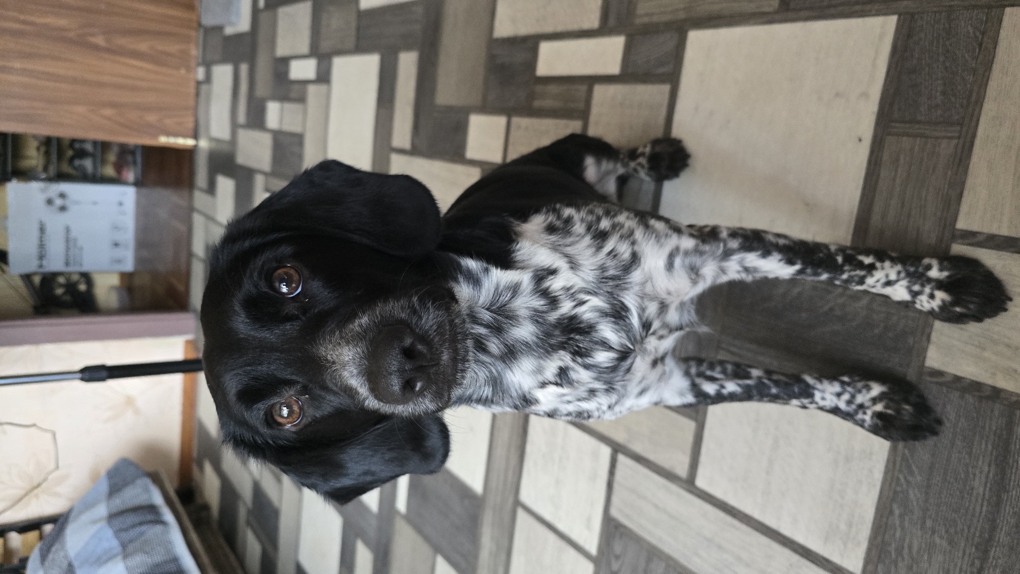 Quiet morning at home in Novohuivynske with a photogenic dog