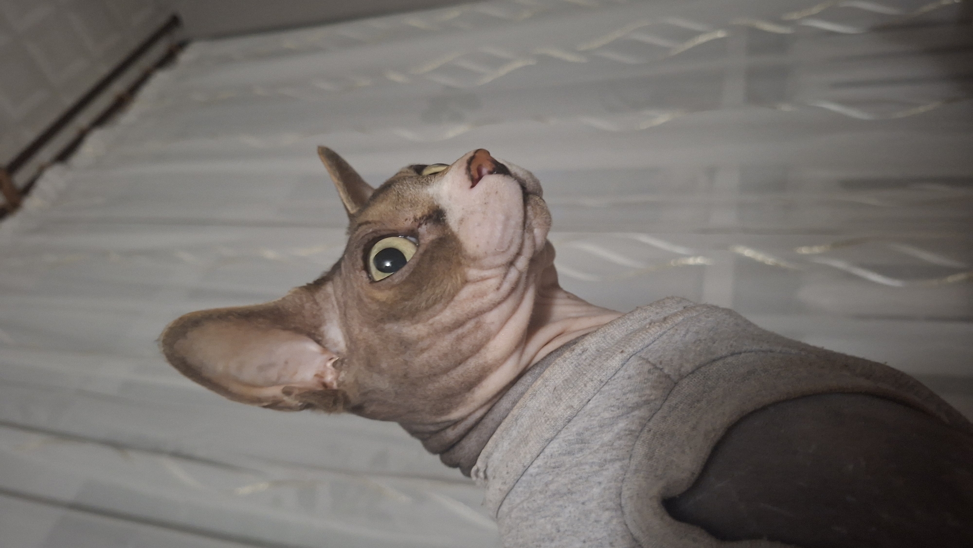 Dressed-up Sphynx cat chills on a bed in Belarus
