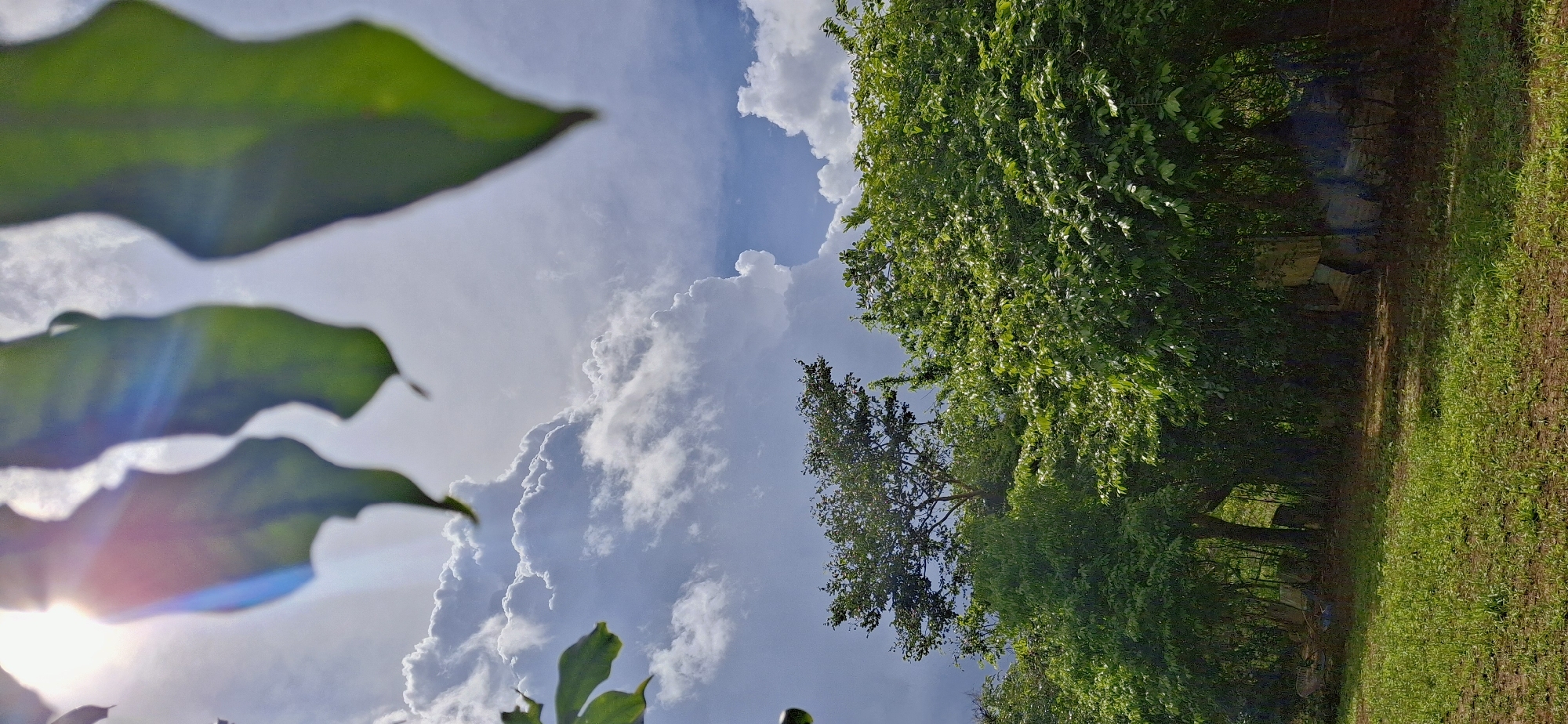 Rural Venezuelan afternoon captured through nature observations and local life