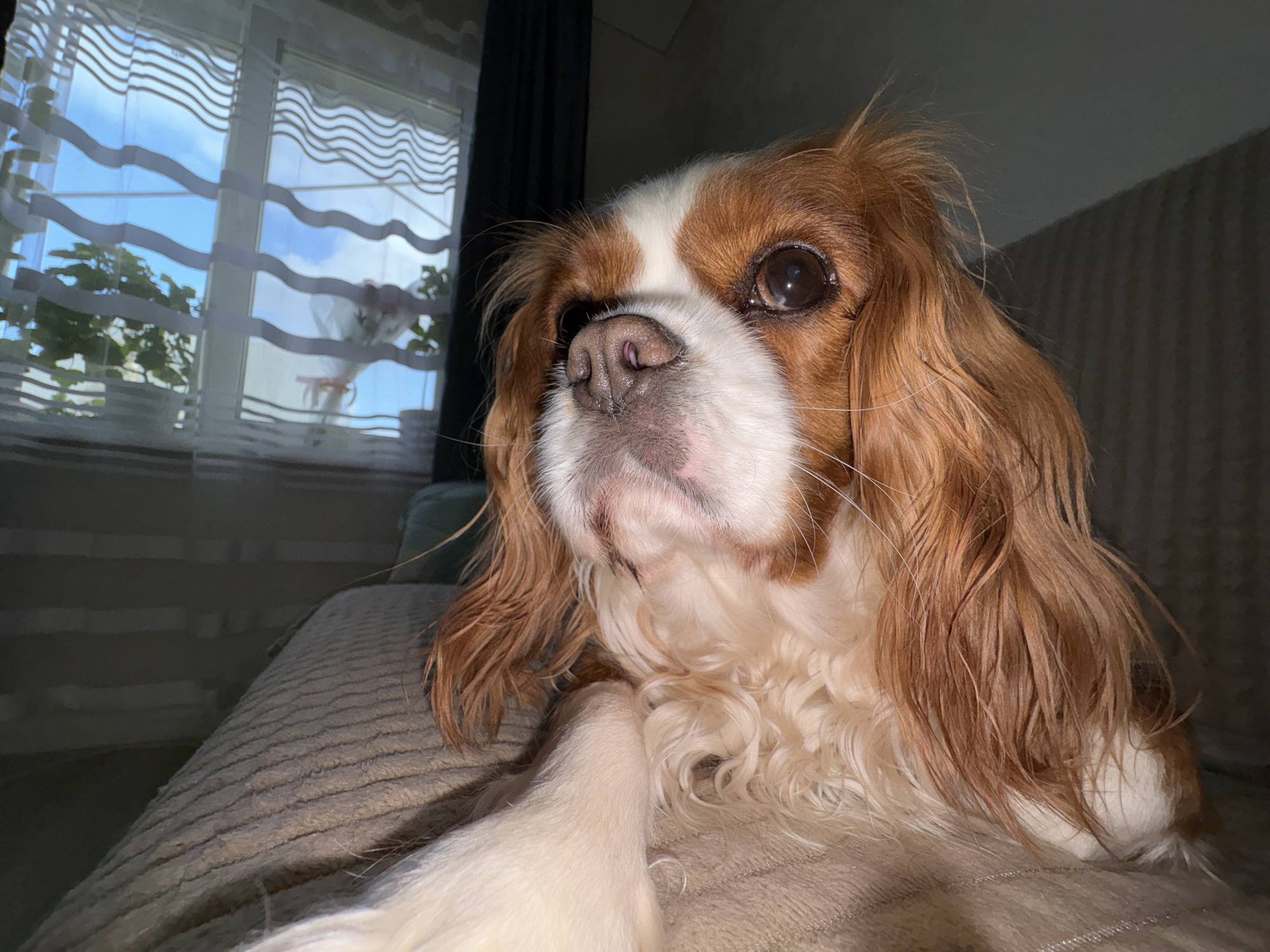 Pet owner captures intimate moments with dog and cat