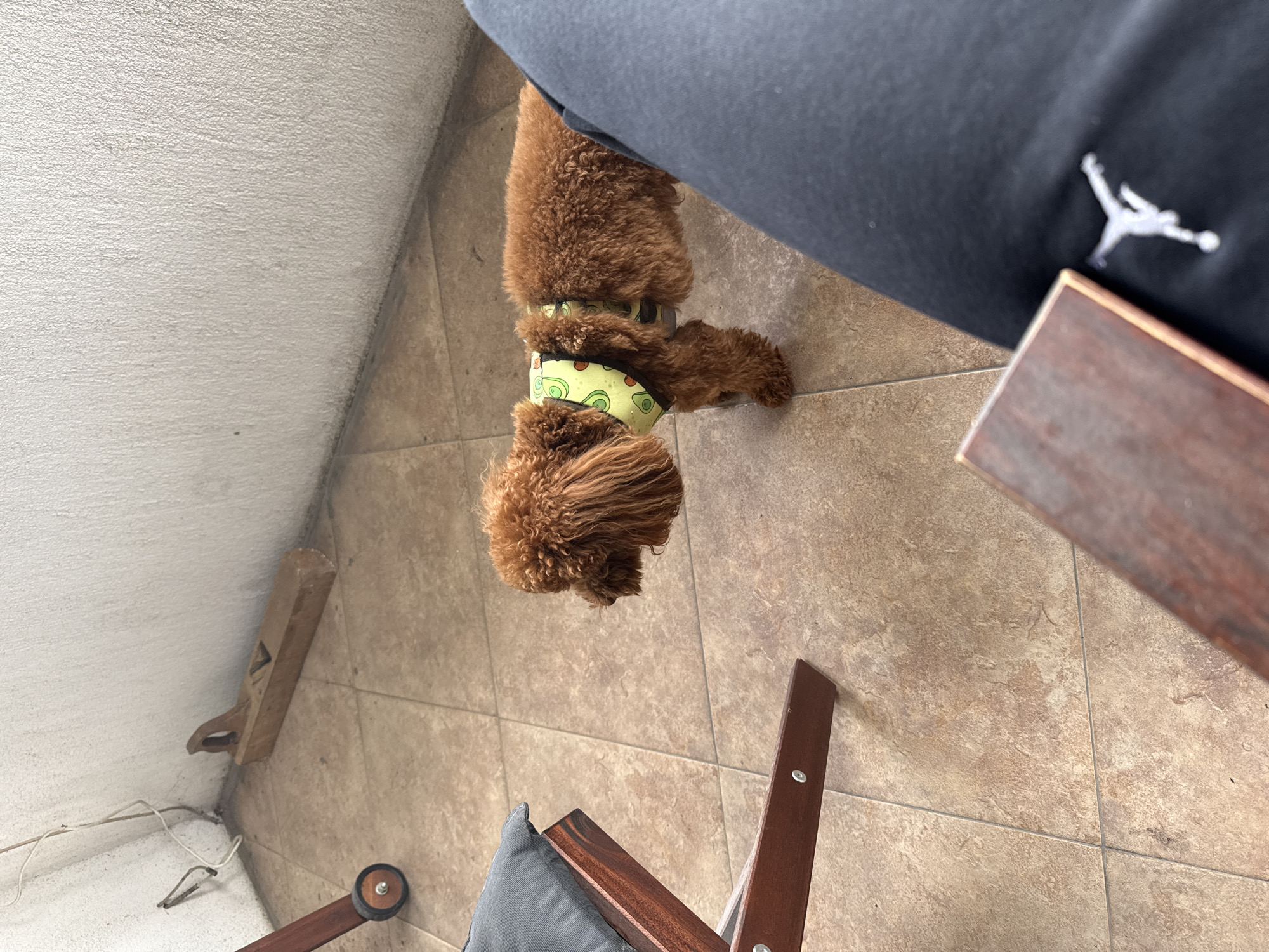 Friday afternoon moments: pet and hookah scenes in Sofia