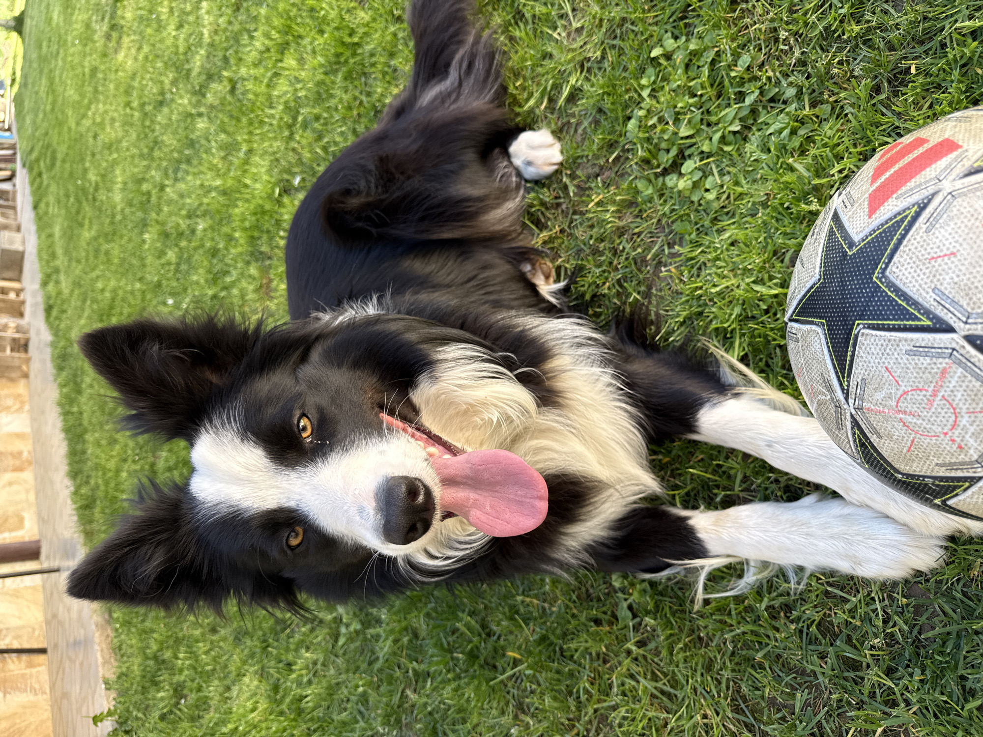 Border Collie and tabby cat spotted relaxing in Berkovitsa