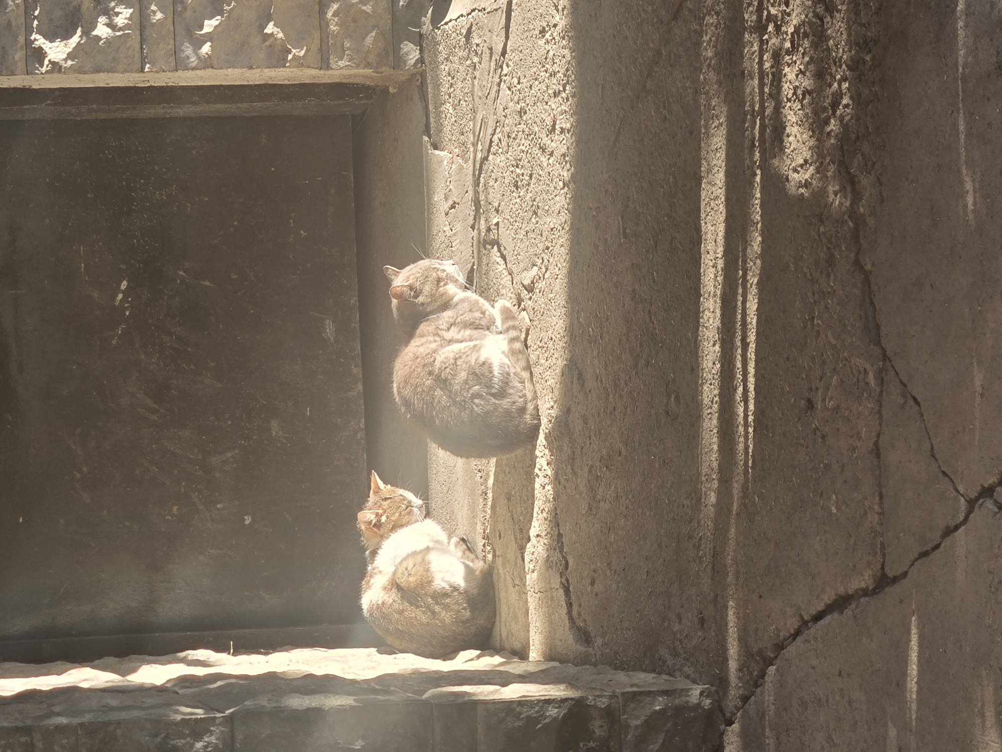 Cats and dogs rest in urban residential area
