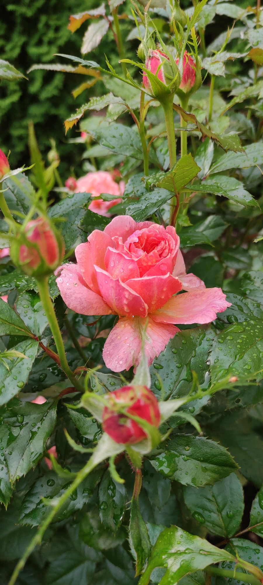 Birds and rain-soaked garden blooms in a Rosinka morning