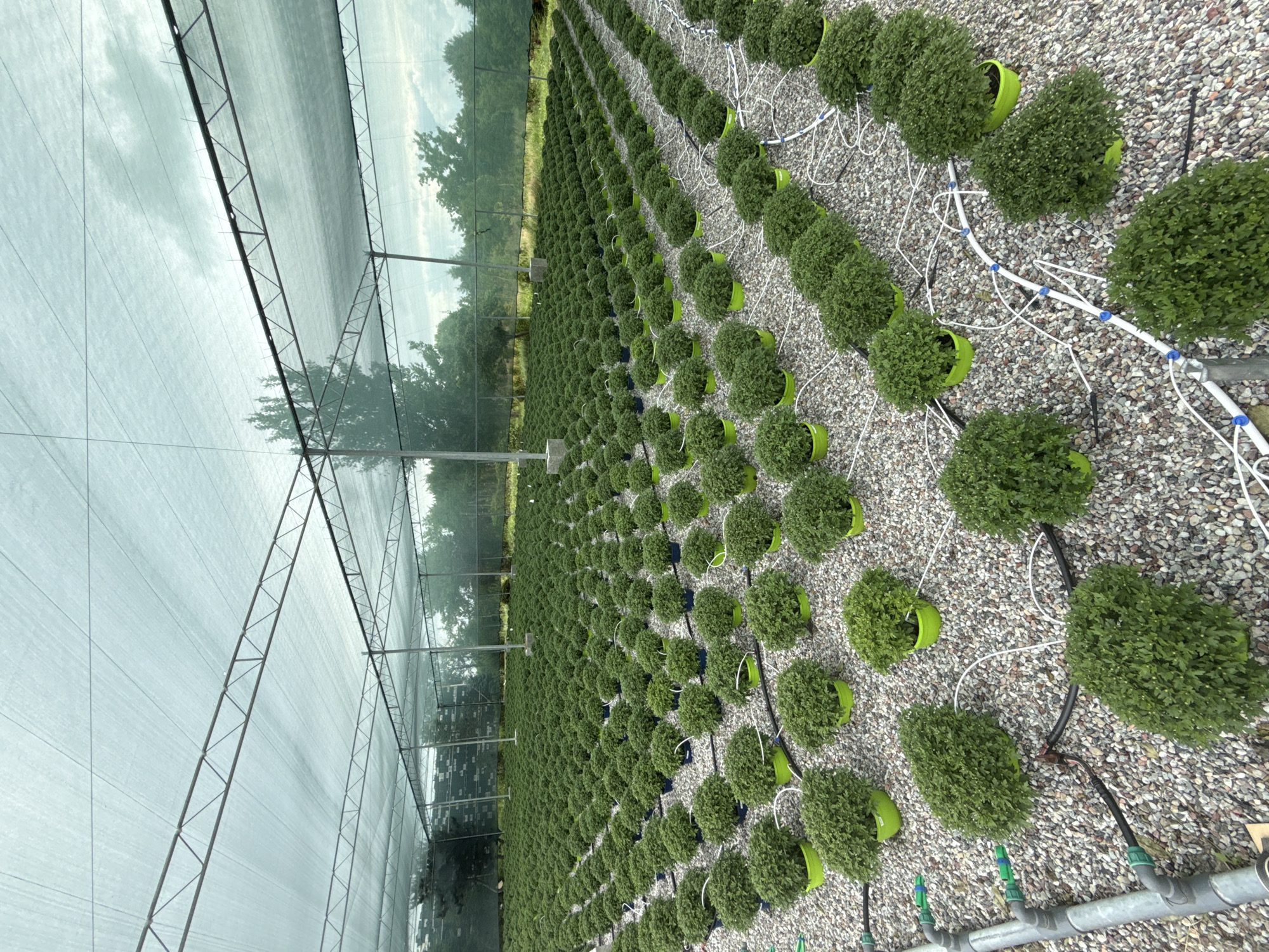 Greenhouse plants and giant ice cream sculptures in Kalinkovo