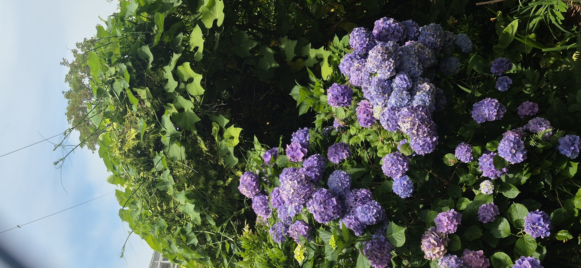 Flower photography and street scenes in Póvoa de Varzim