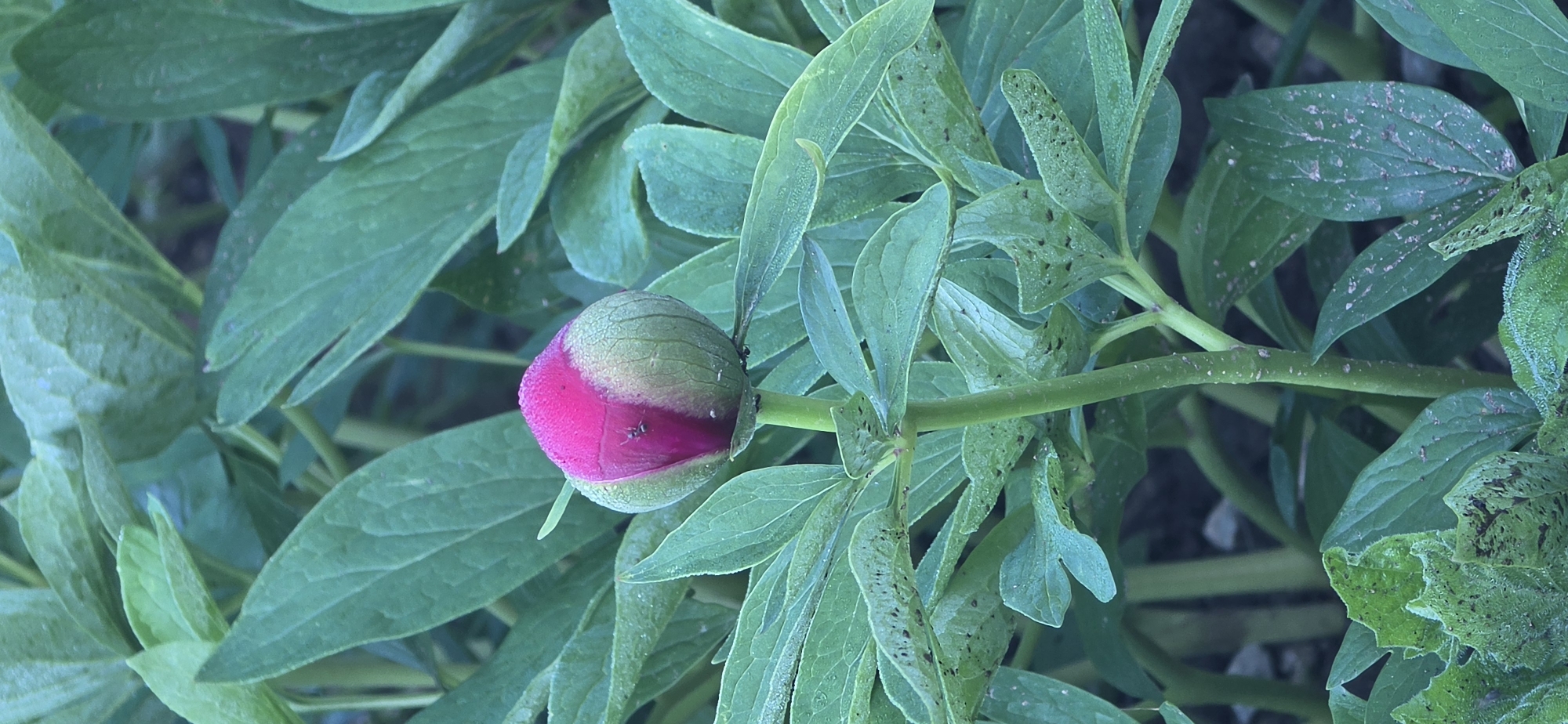 Peony bud photographed beginning to bloom in Rudozem, Bulgaria