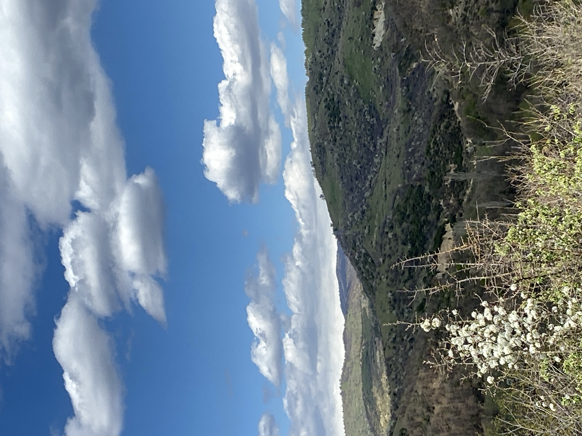 Spring blooms observed under clear skies in Bulgarian countryside