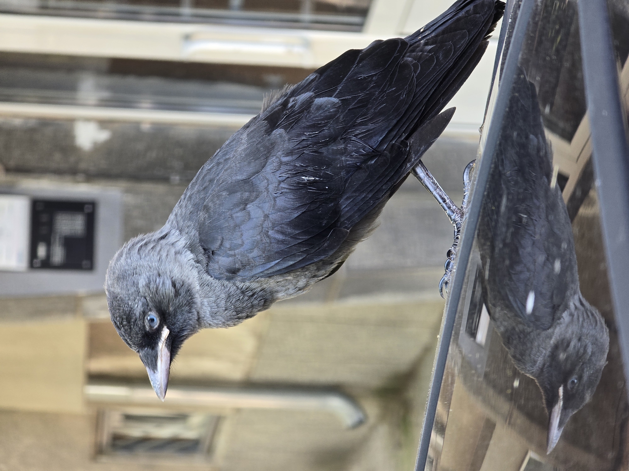 Jackdaw visits black car while roasted dinner awaits nearby