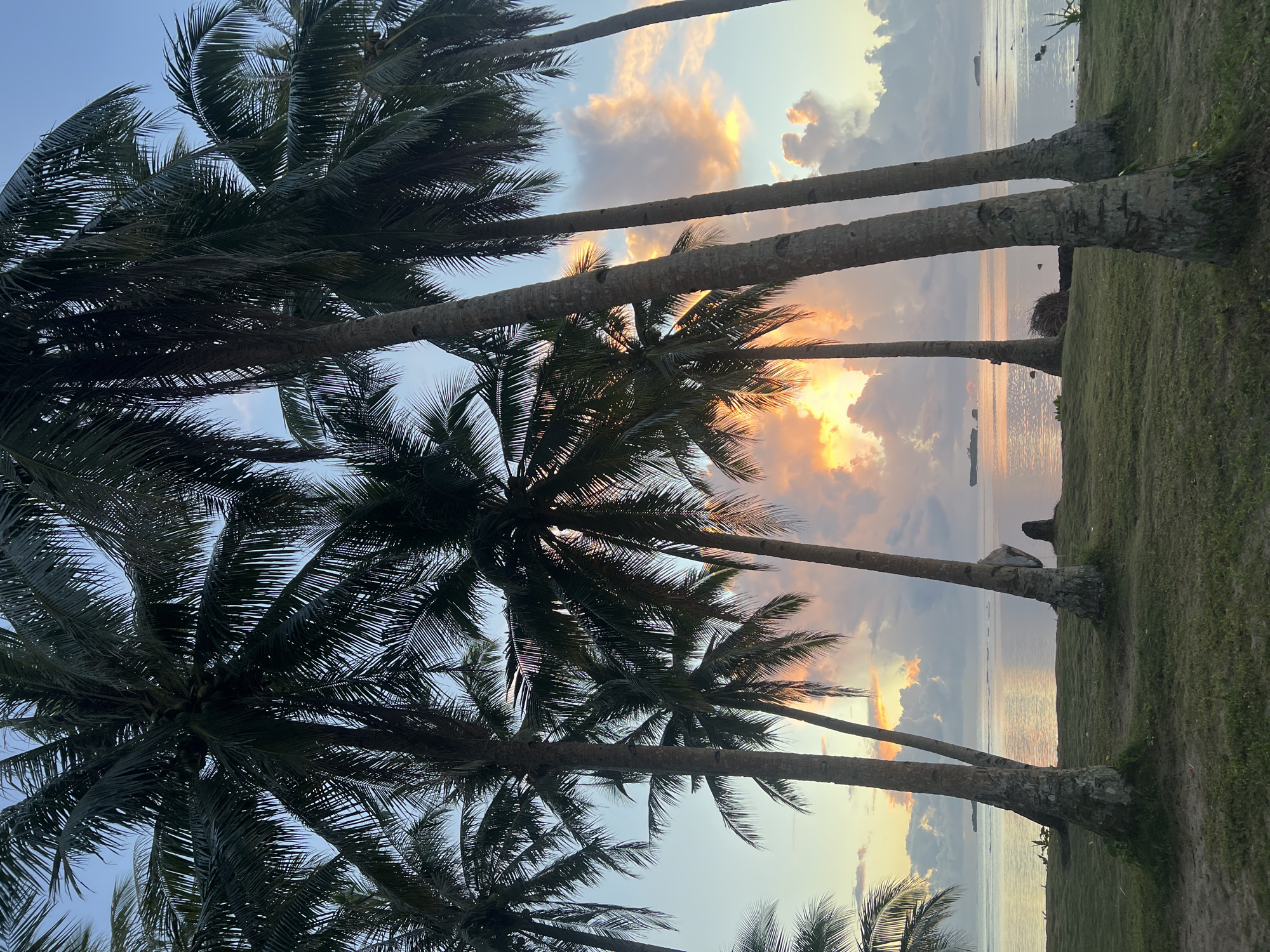 Palm trees silhouetted against a quiet tropical sky in General Luna