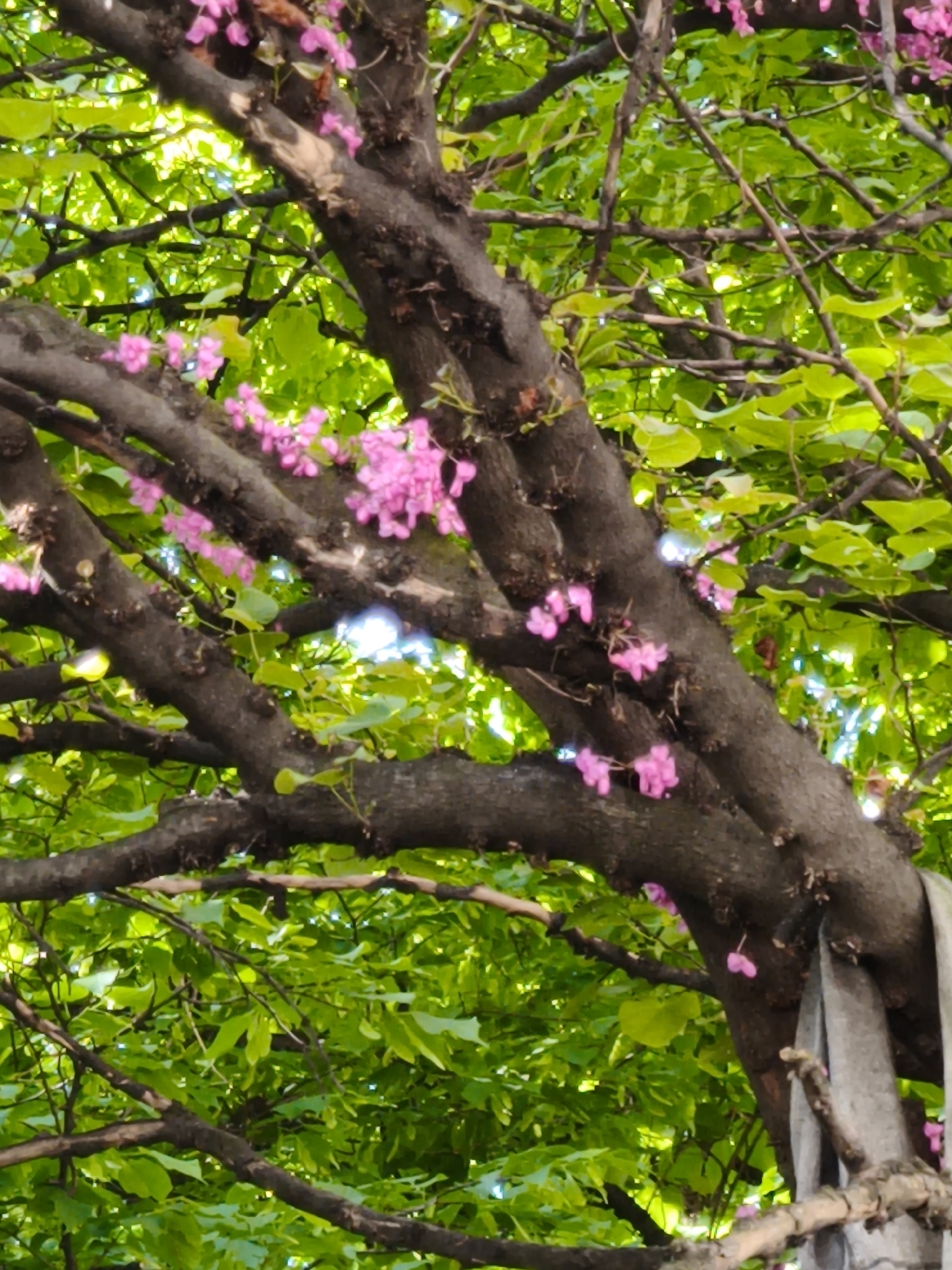 Spring flowers documented in close-up photography session May 5