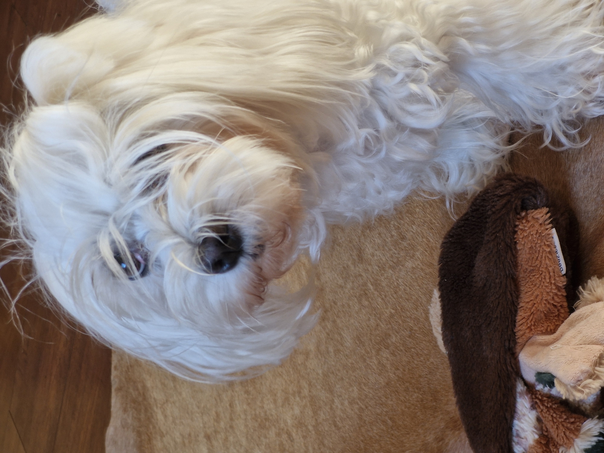 Grey Chihuahua and white poodle doing their thing indoors