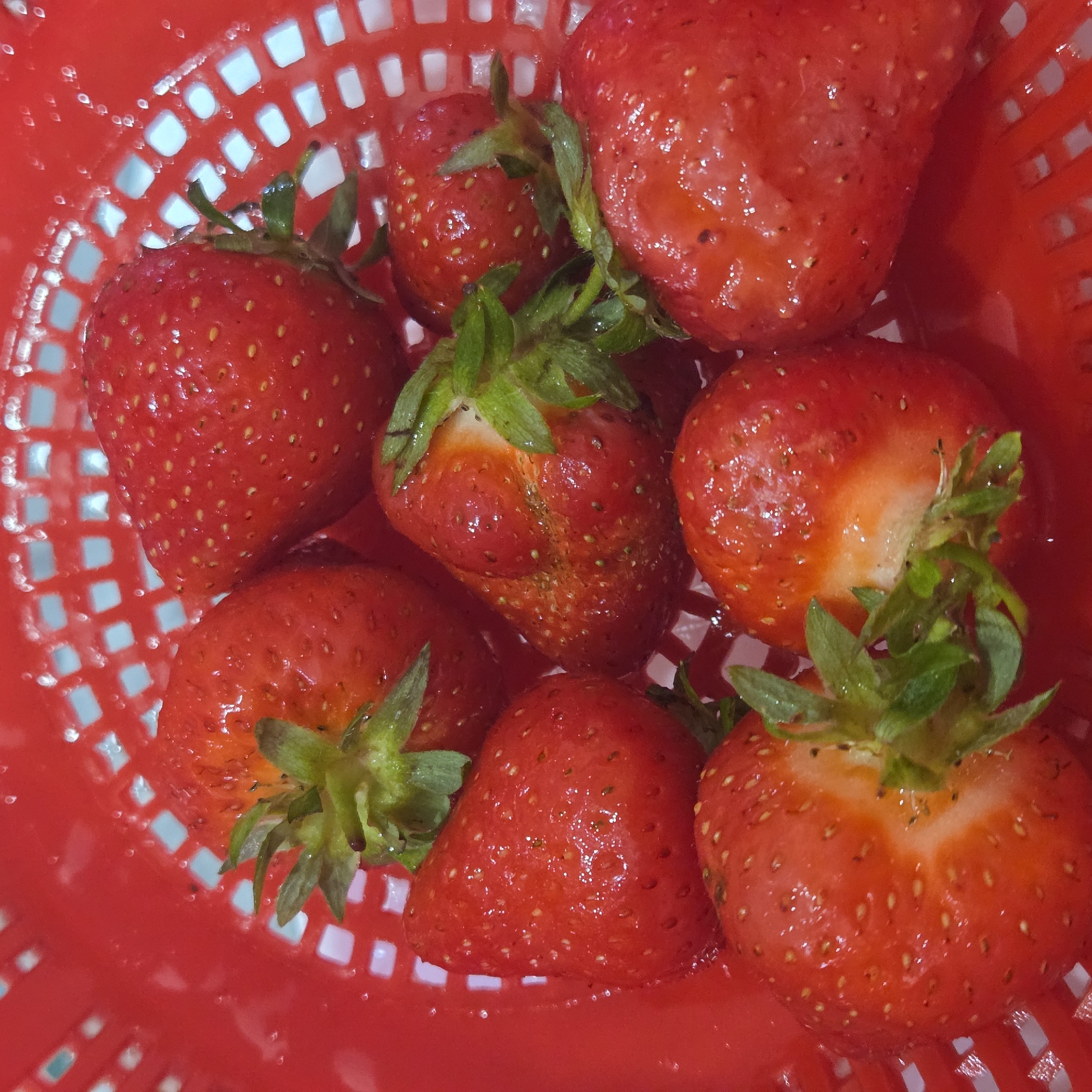 Fresh wet strawberries photographed in red colander