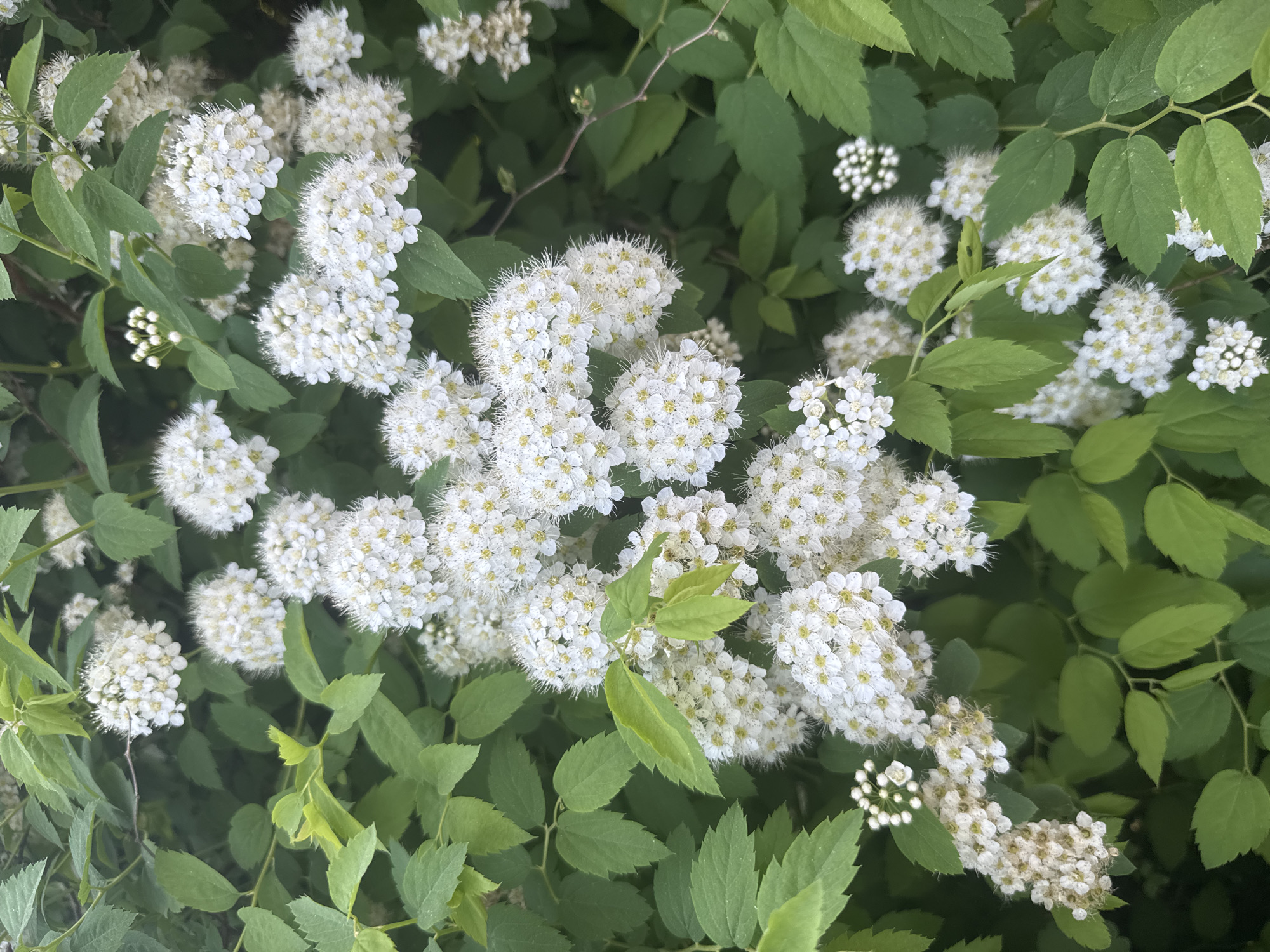 Spring blooms documented in Osa, Russia with bee activity