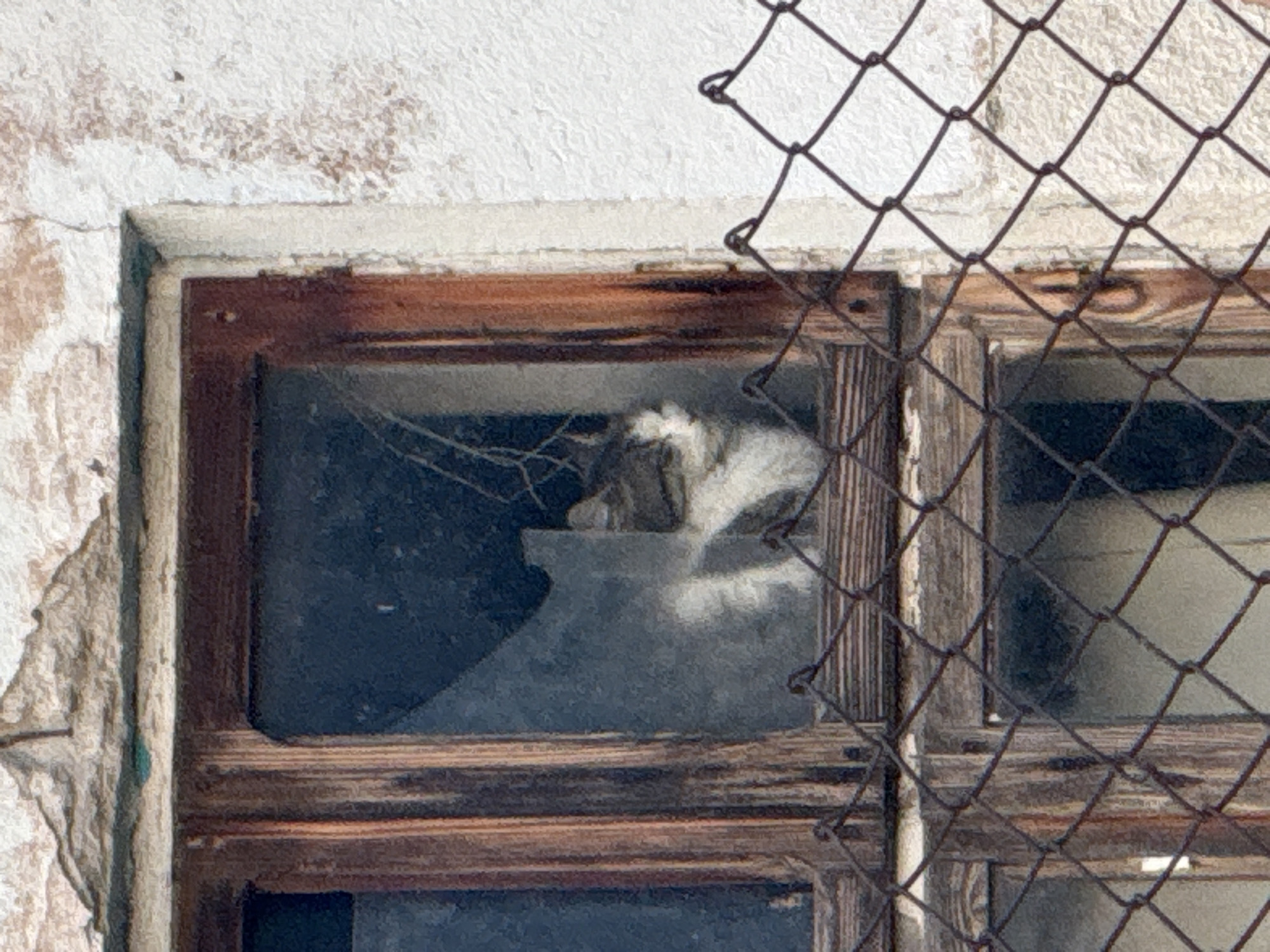 Pet spotted through broken window in rural Bulgarian village