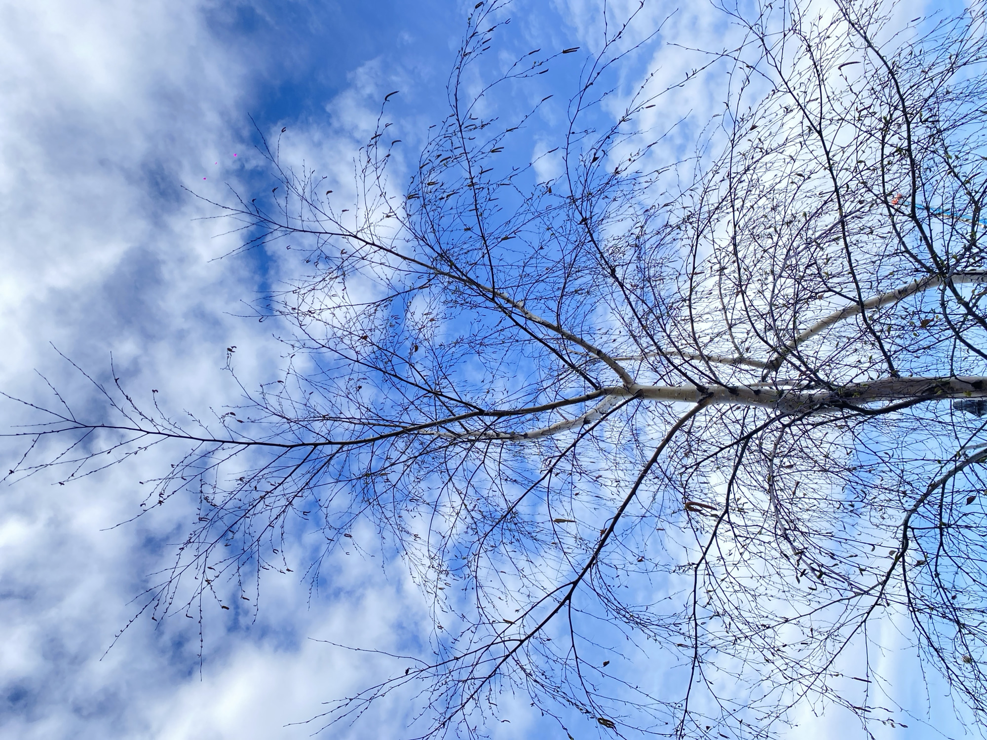 Spring day scenes documented across Zelenograd, Russia