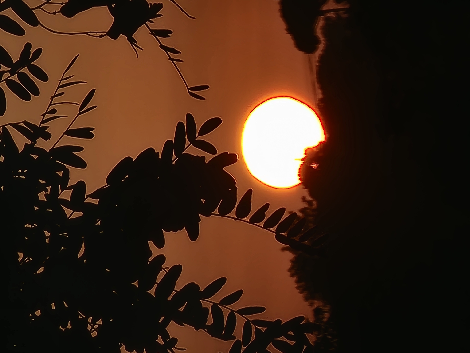 Golden hour through the trees in Quarteira, Portugal