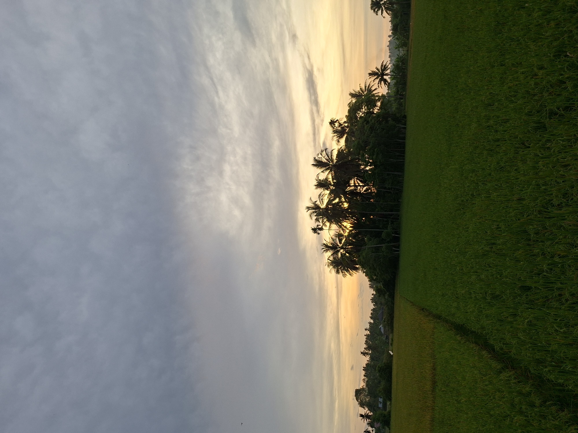 Person tends rice fields in rural Indonesia countryside