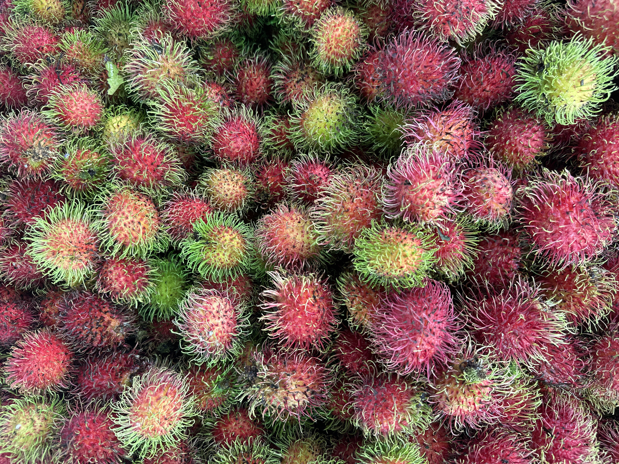 Fresh rambutan harvest piled up in southern Thailand