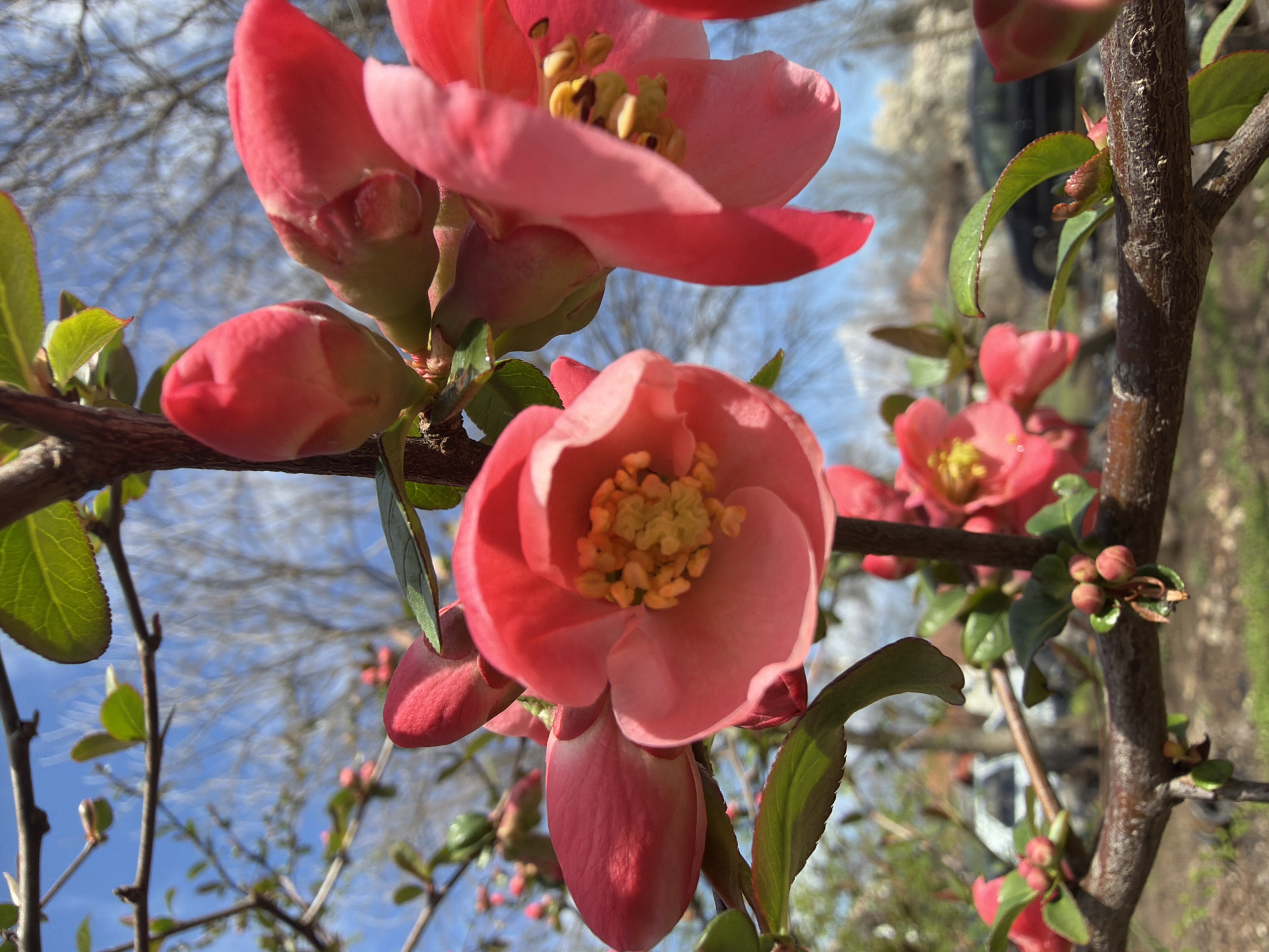 Spring blooms documented in Bulgarian village during morning walk