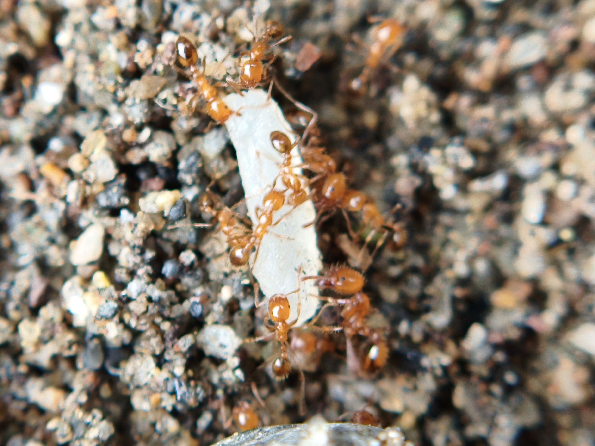 Macro nature photography session captures ant activity in Lhokseumawe