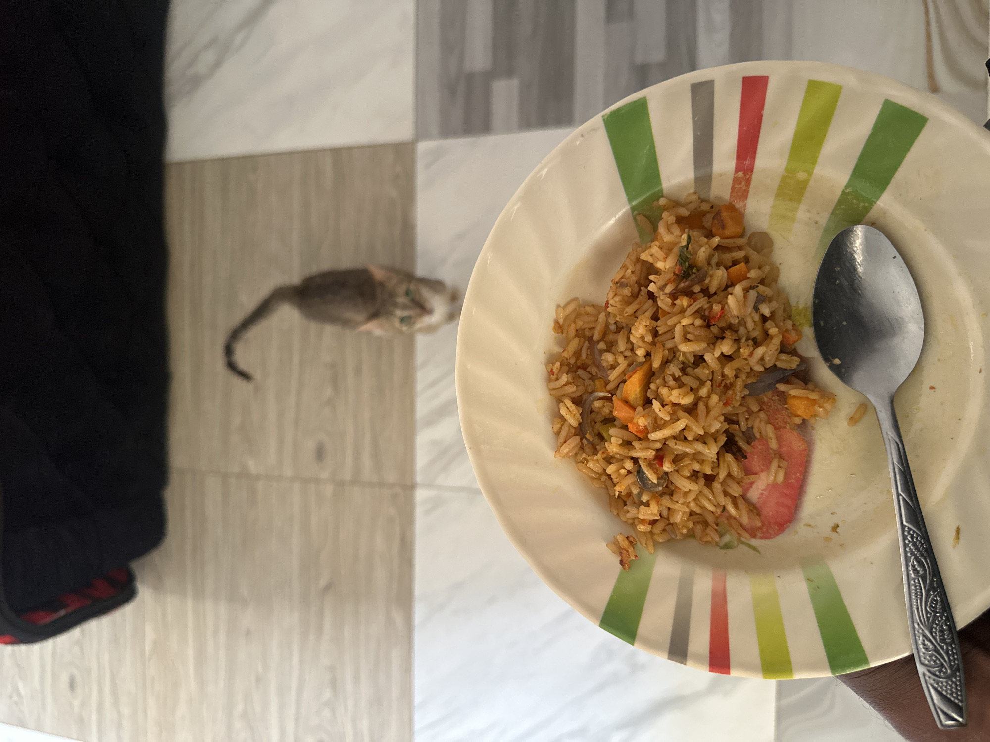 Kitten feeds near fried rice plate in Jos, Nigeria