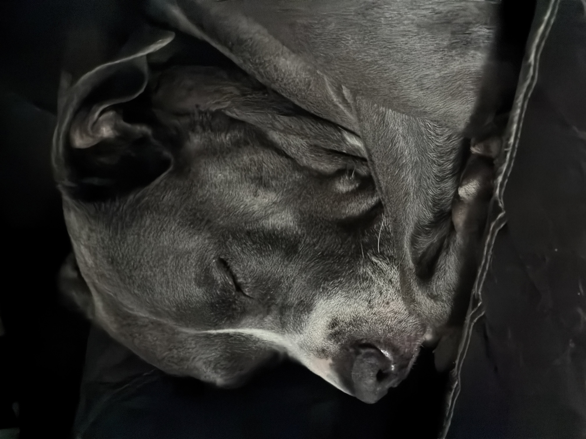 Dog sleeps peacefully indoors in Luxembourg