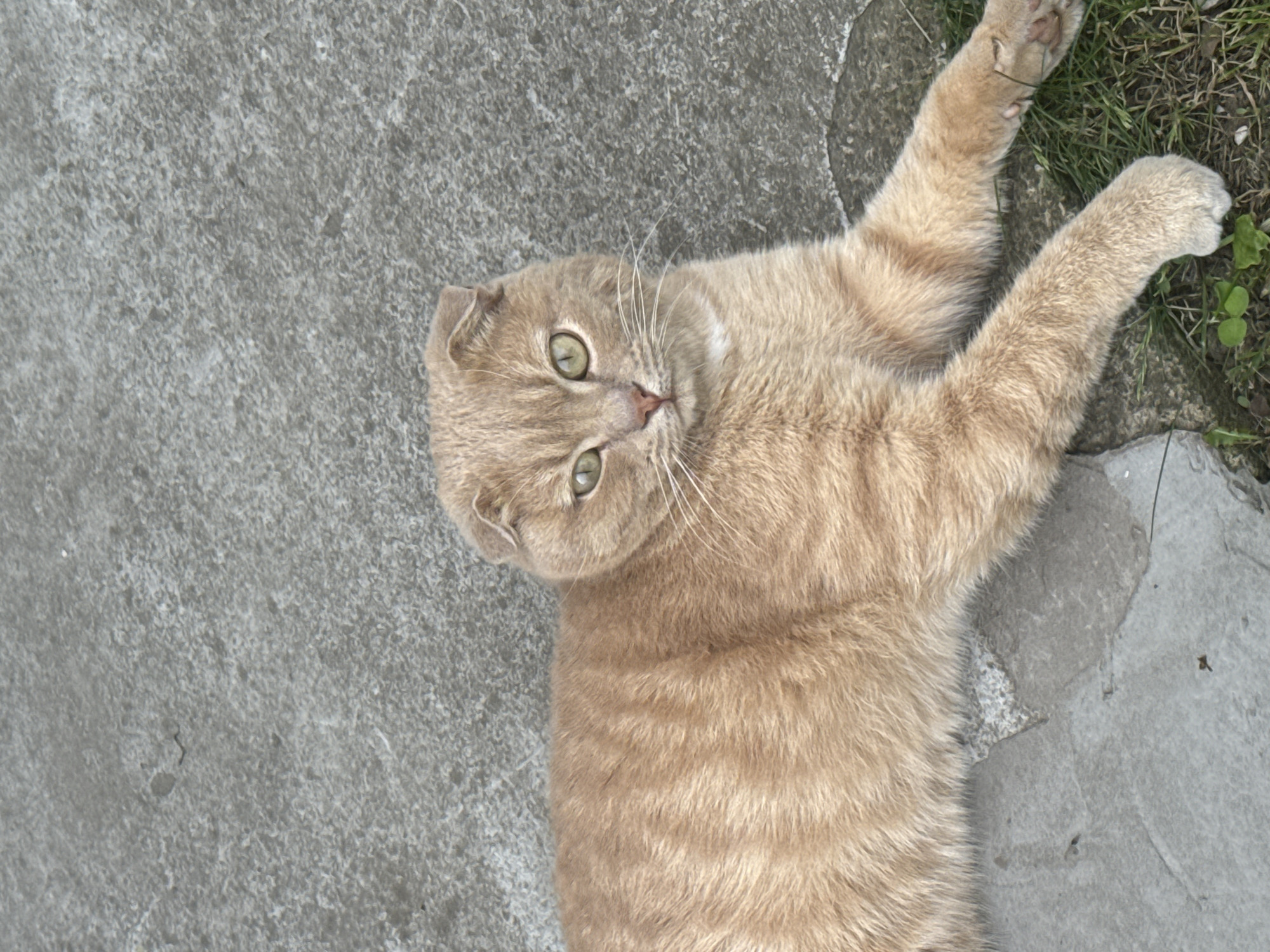 Garden morning with Scottish Fold cat in Kazan
