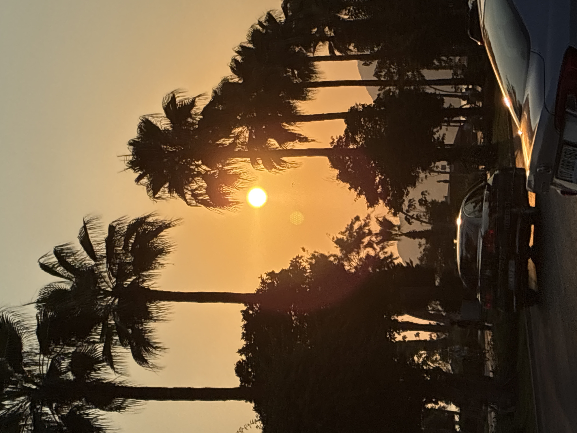 Sunset and street cats at a palm-lined Alanya park