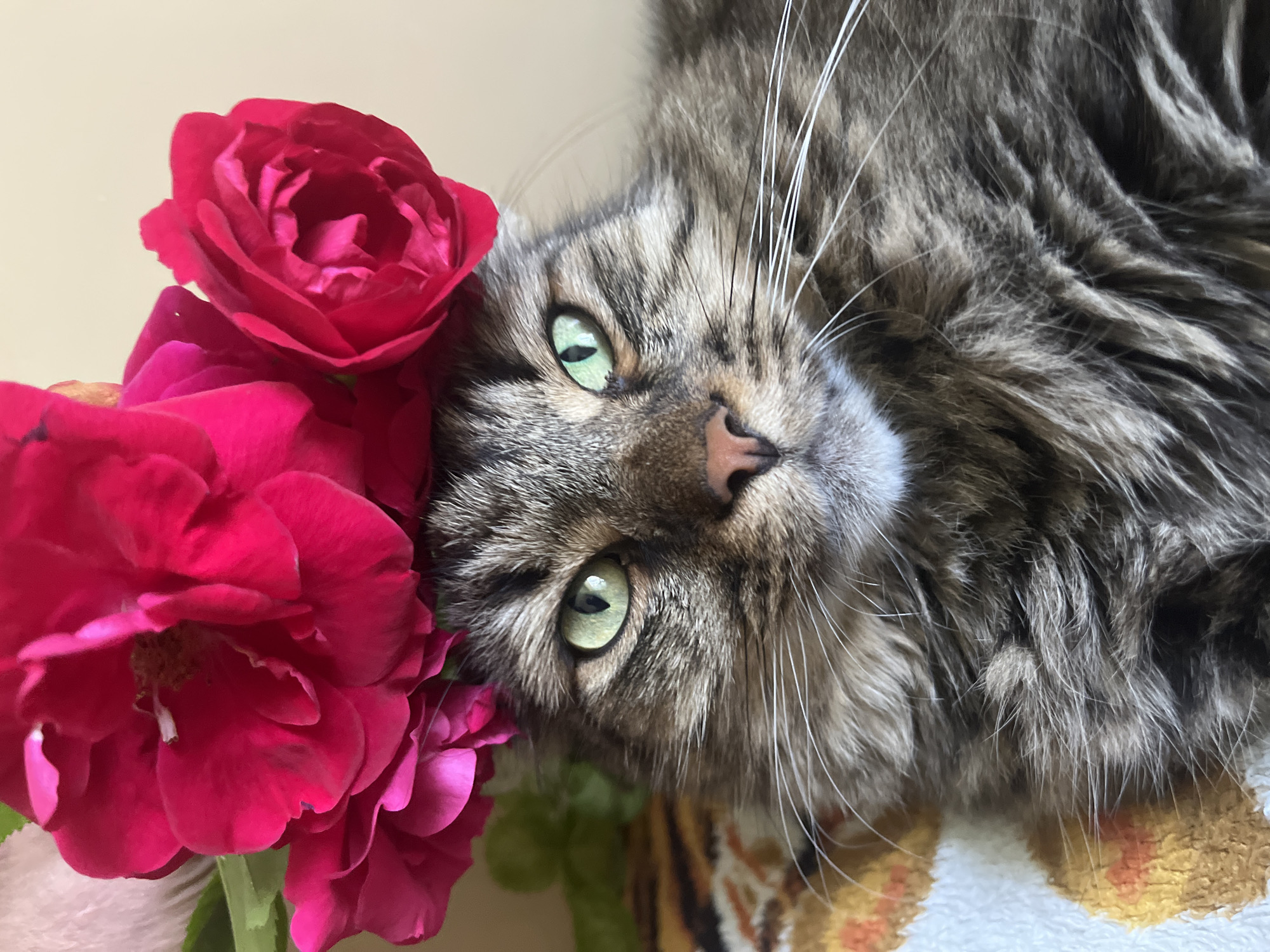 Cats at home in Belyye Berega, roses and windowsills