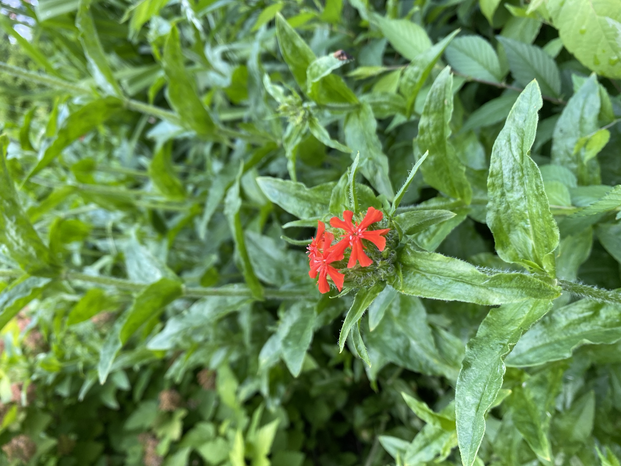 Summer stroll through a residential neighborhood, flowers and streets