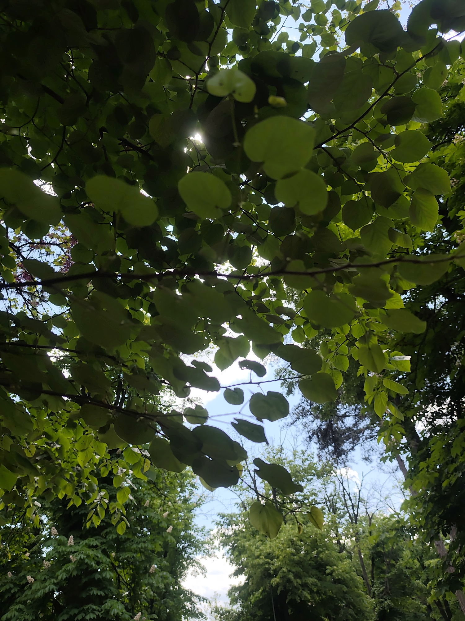 Observer documents riverside nature scenes with flowing water, trees