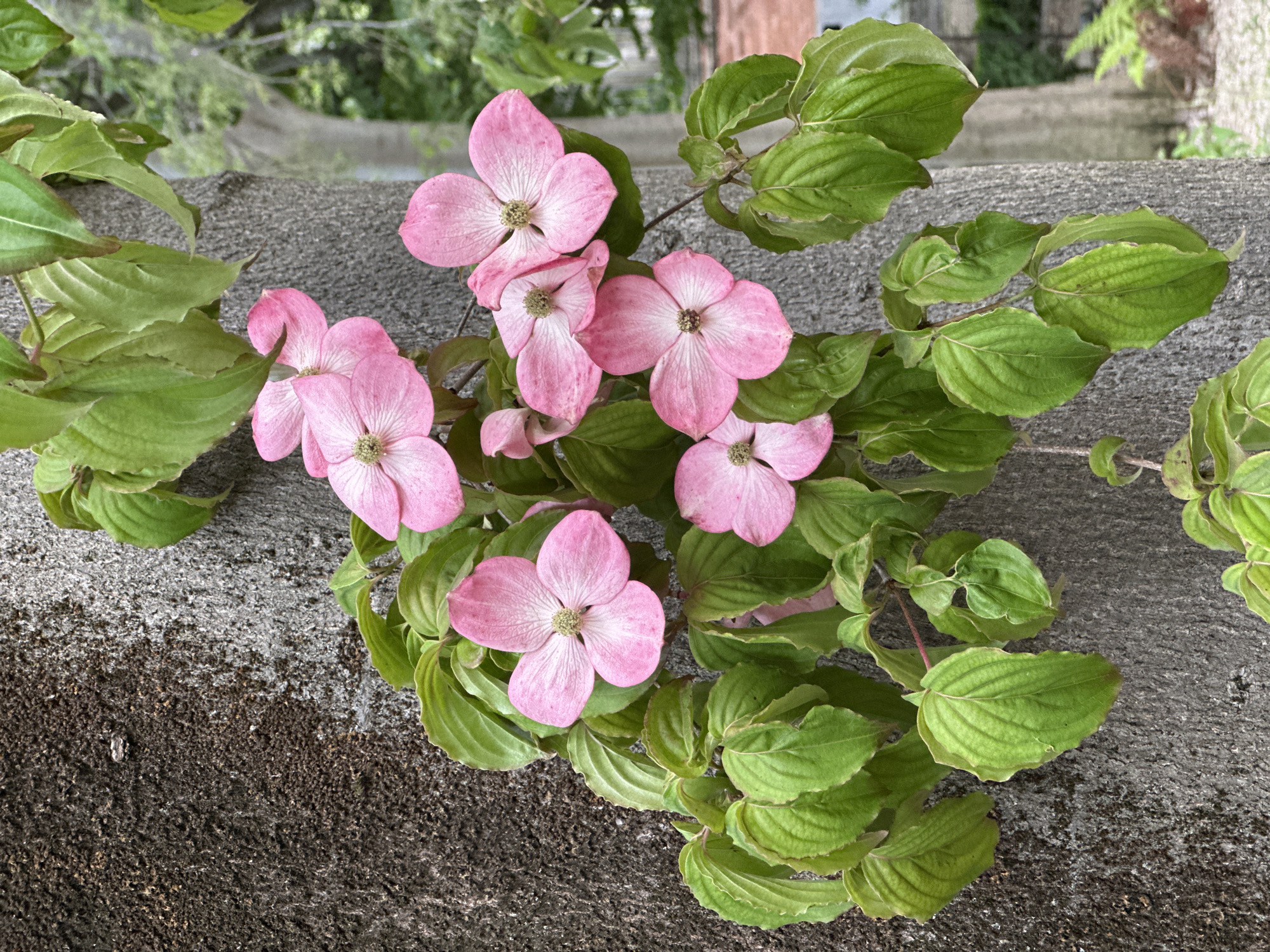 Madrid Garden Visitor Documents Spring Flora and Urban Wildlife