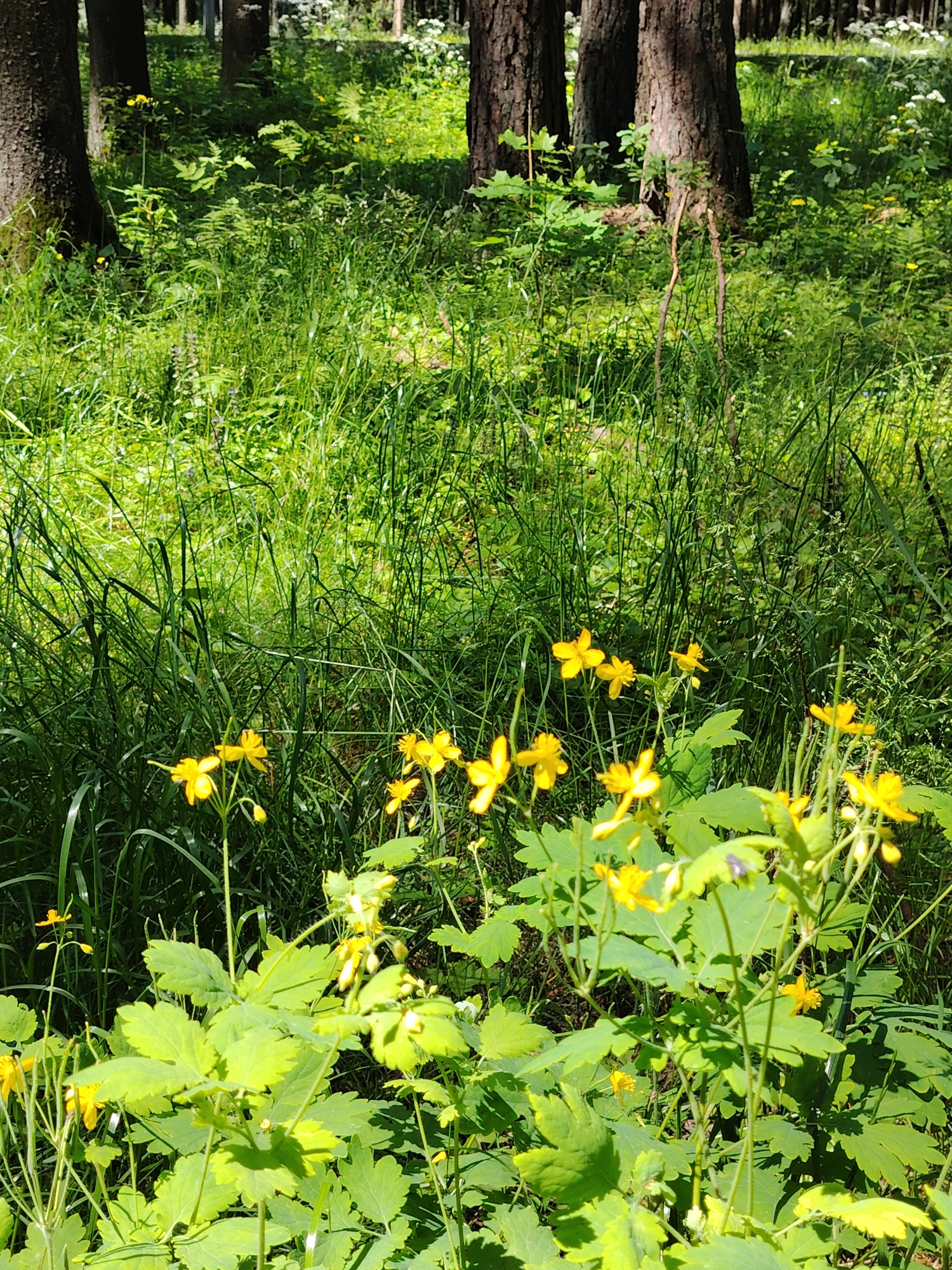 Forest walk documented in rural Belarus shows spring woodland scene