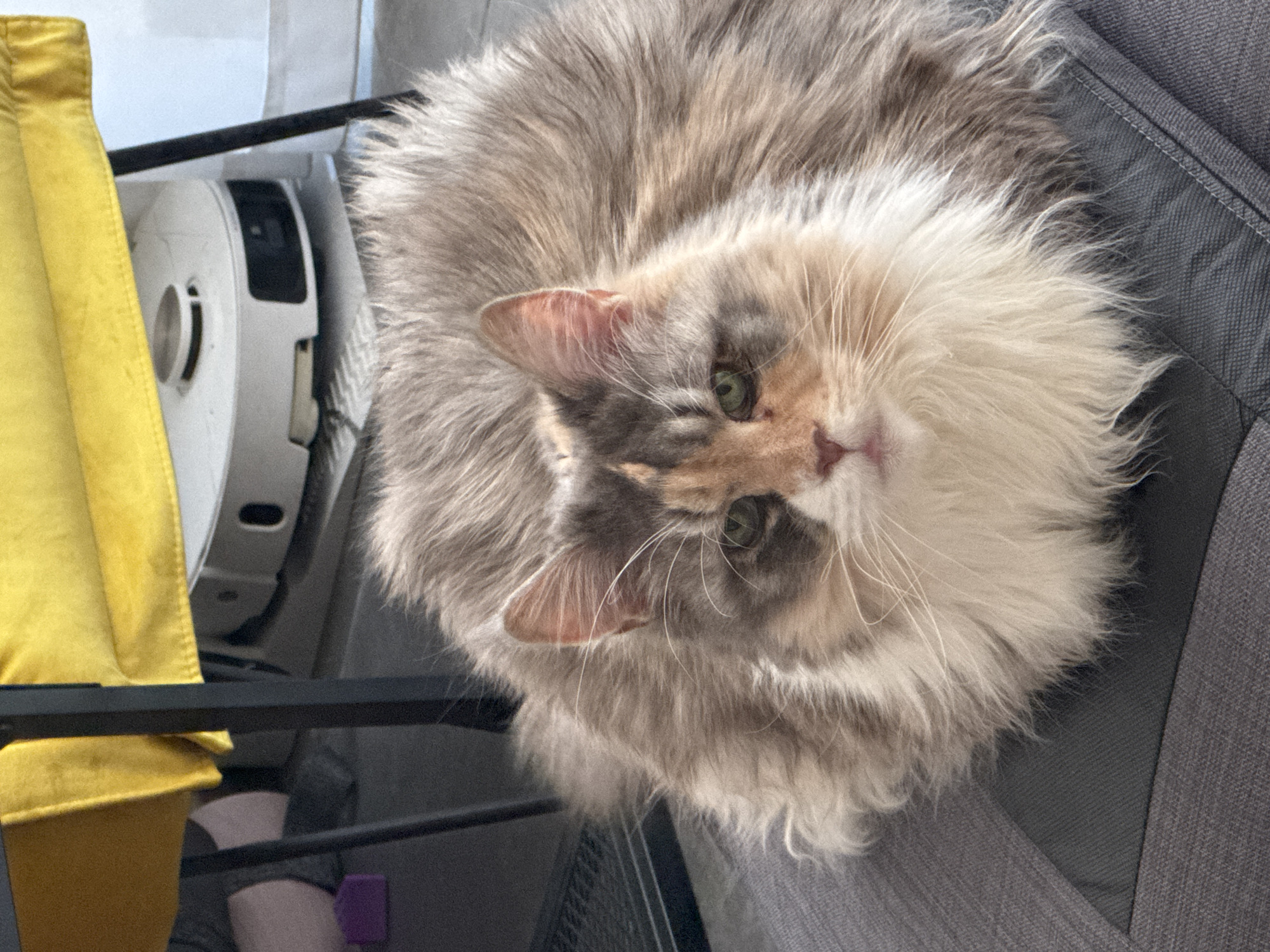 Fluffy multi-colored cat spotted resting in Bat Yam