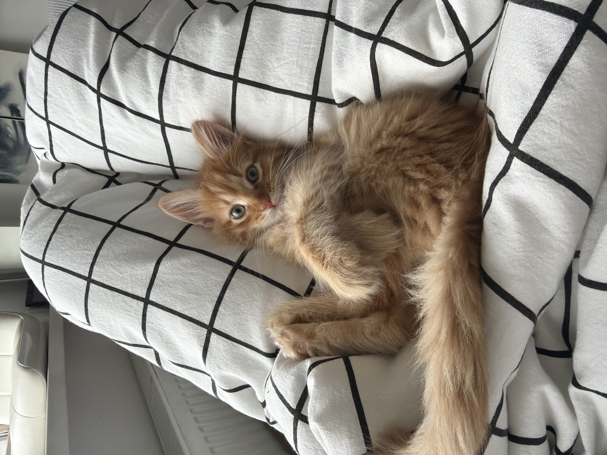 Kitten and toys captured in casual Moscow home scene
