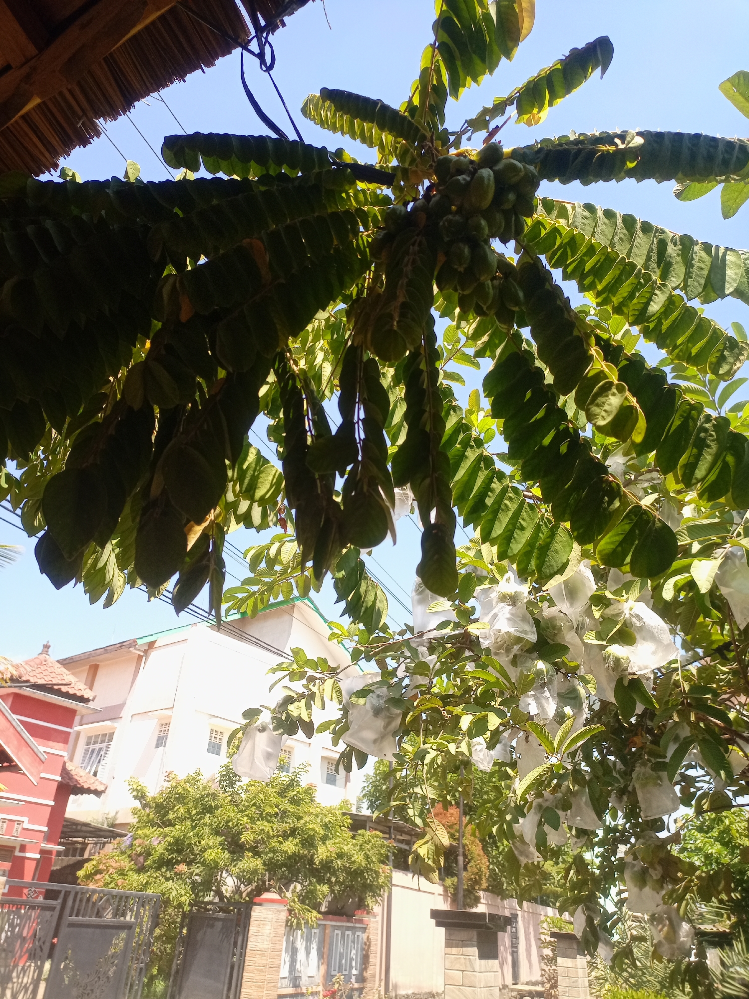 Bagged guava fruit hanging from a tree in Margoyoso