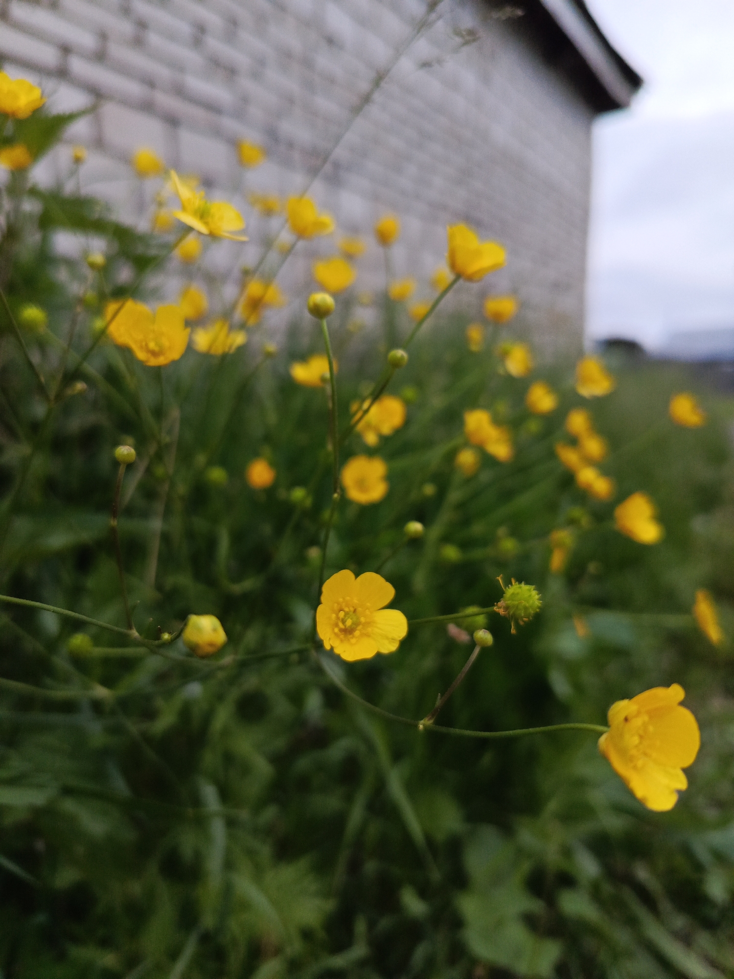 Yellow wildflowers bloom in Chaikovsky, Russia