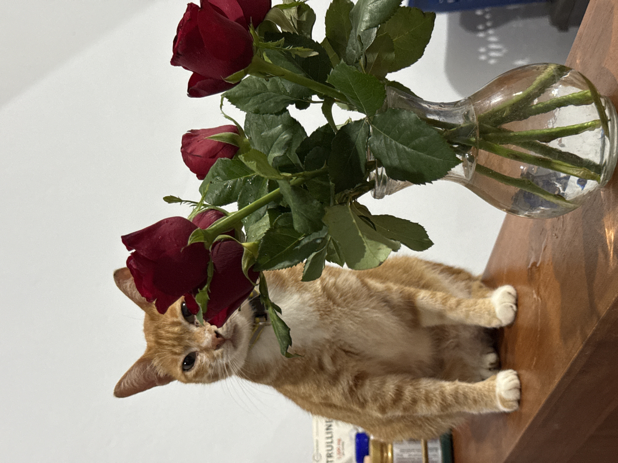 Orange cat photographed with roses in Pejeng home